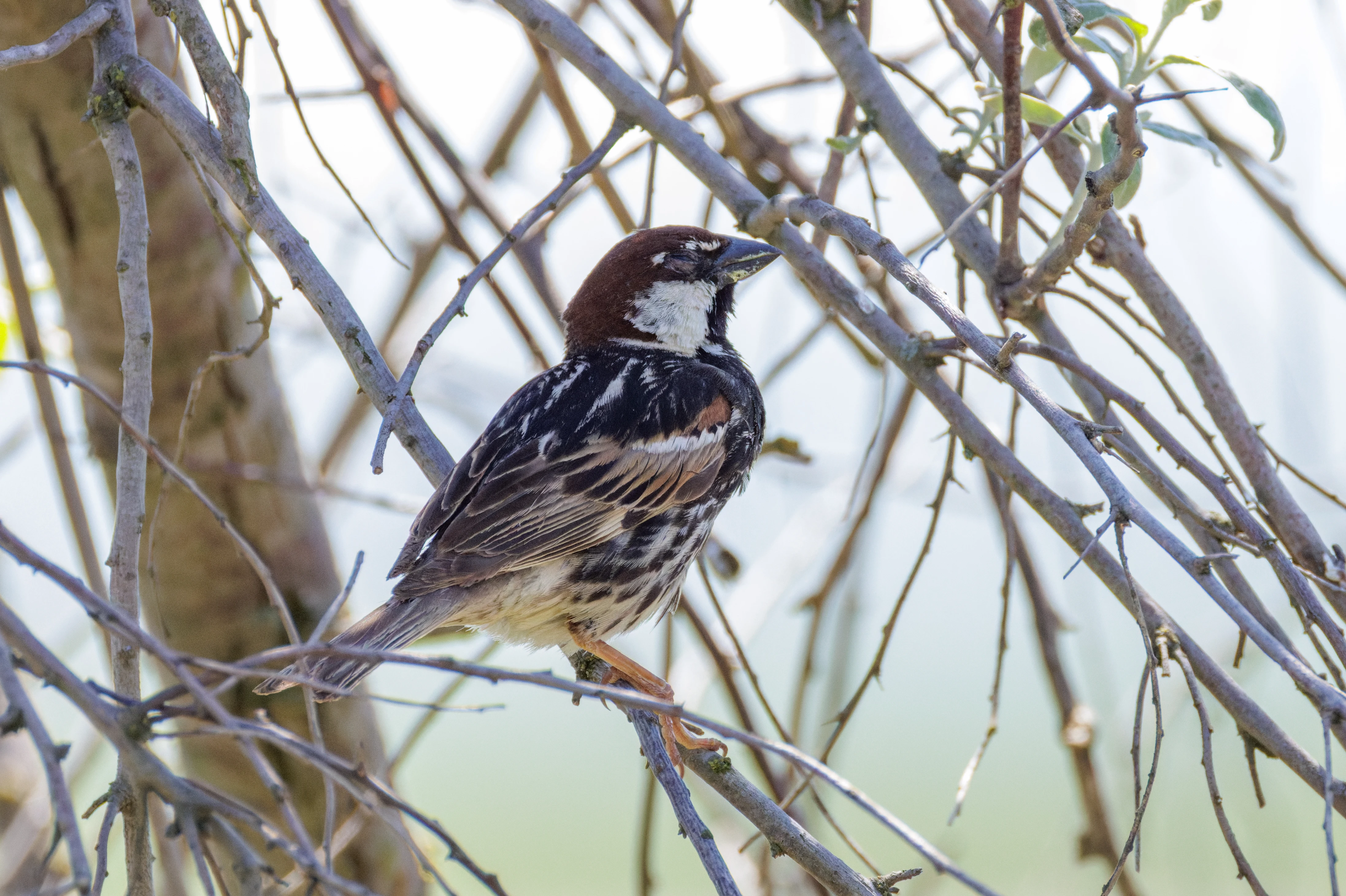 Spanish Sparrow, Romanian Steppe, Romania — photo by Orlando Prugel-Bennett
