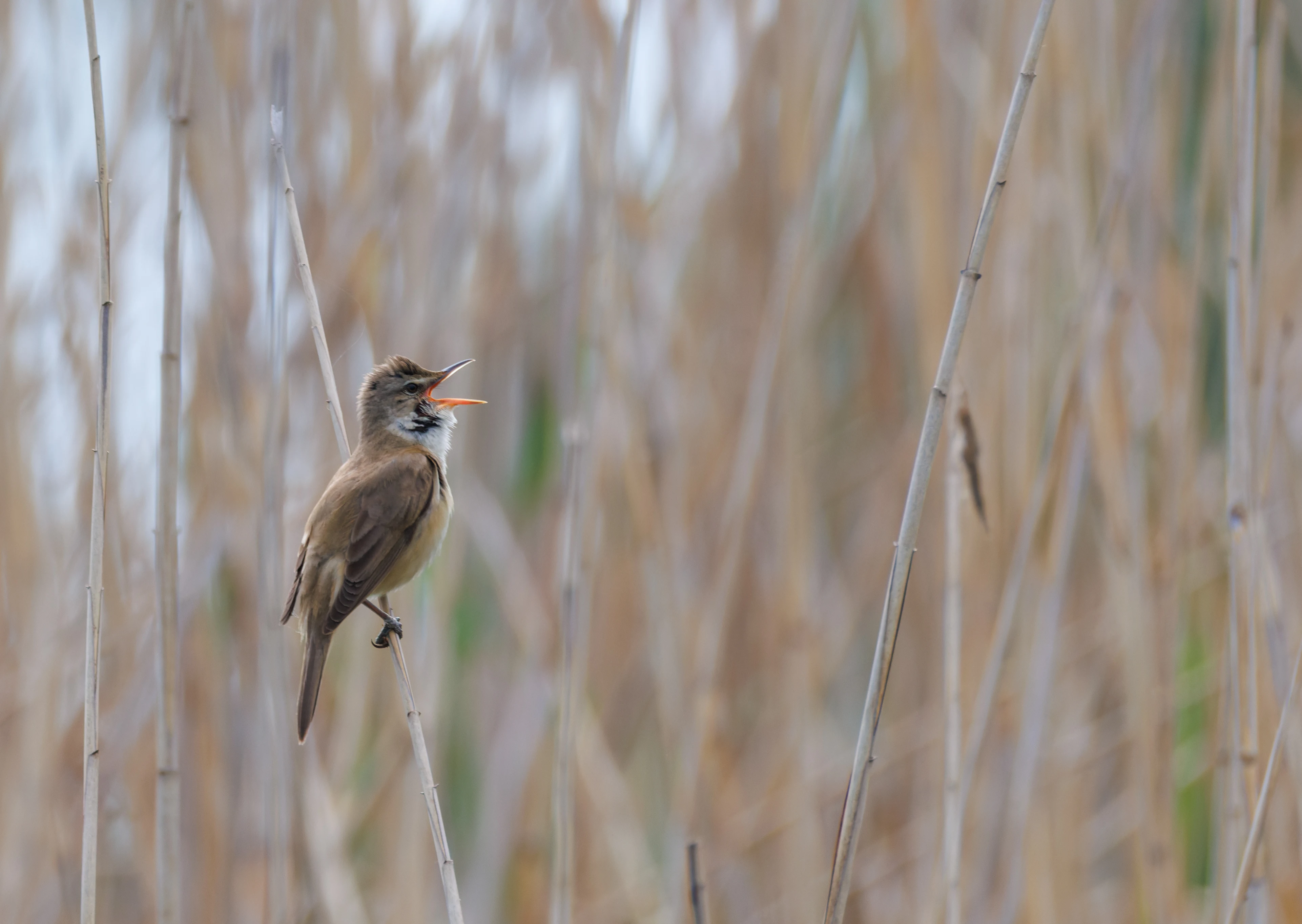 Great Reed Warbler, Danube Delta, Romania — photo by Orlando Prugel-Bennett