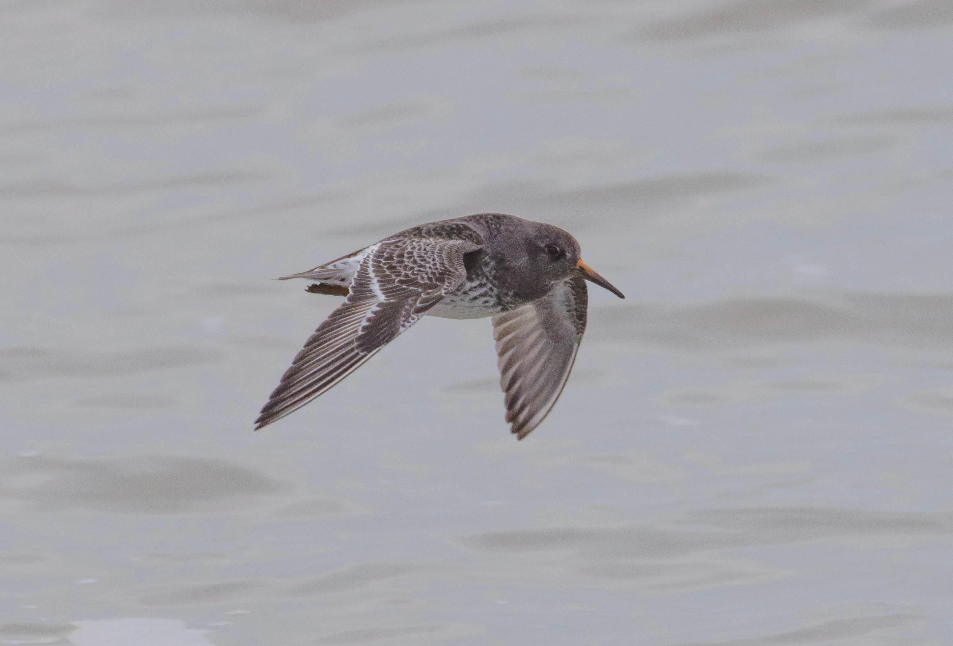 Purple Sandpiper, Zeeland, Netherlands — photo by Orlando Prugel-Bennett