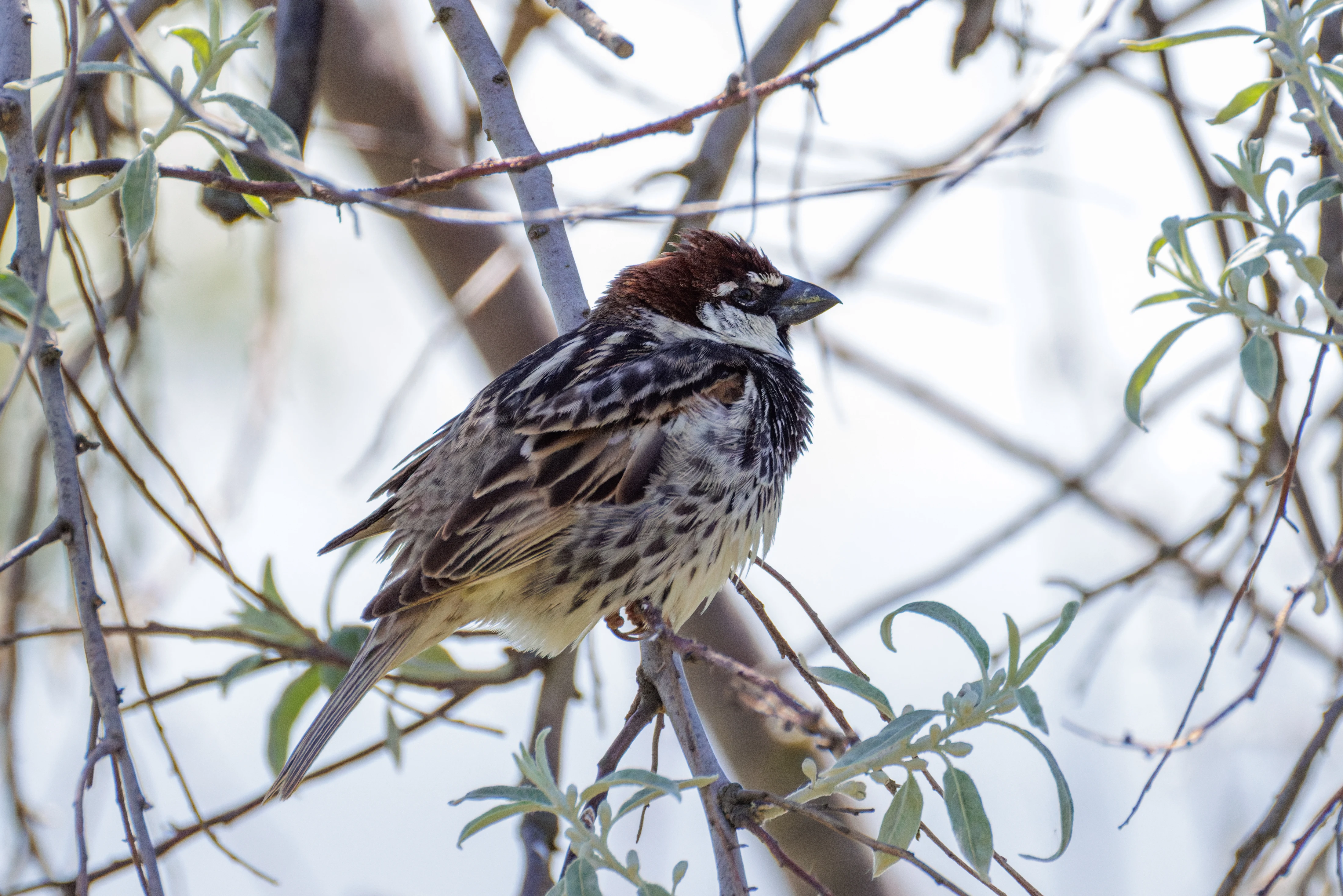 Spanish Sparrow, Romanian Steppe, Romania — photo by Orlando Prugel-Bennett