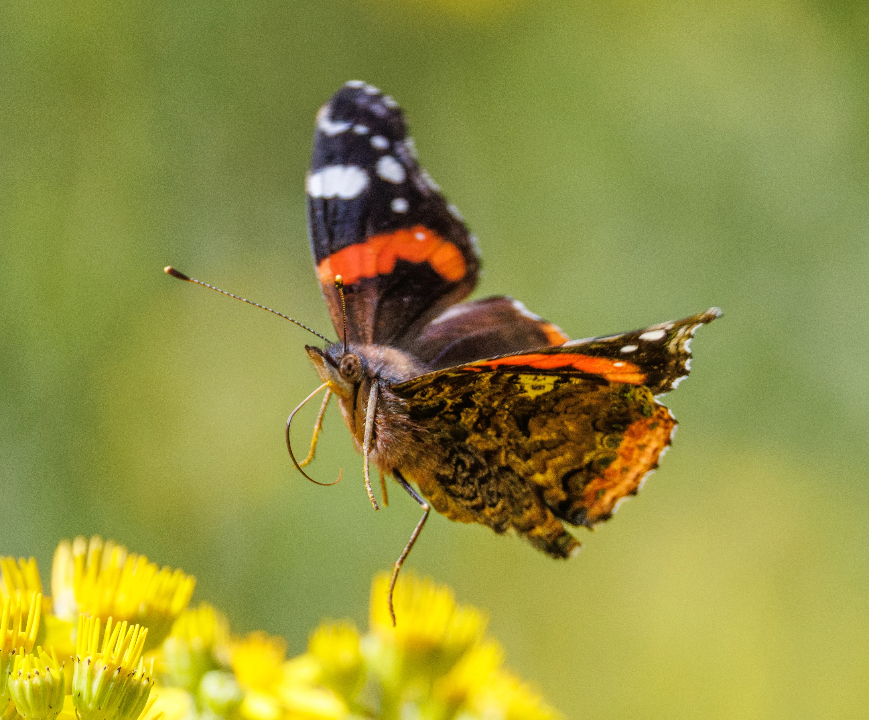 Red Admiral butterfly, Knepp, Horsham, West Sussex, UK — photo by Orlando Prugel-Bennett