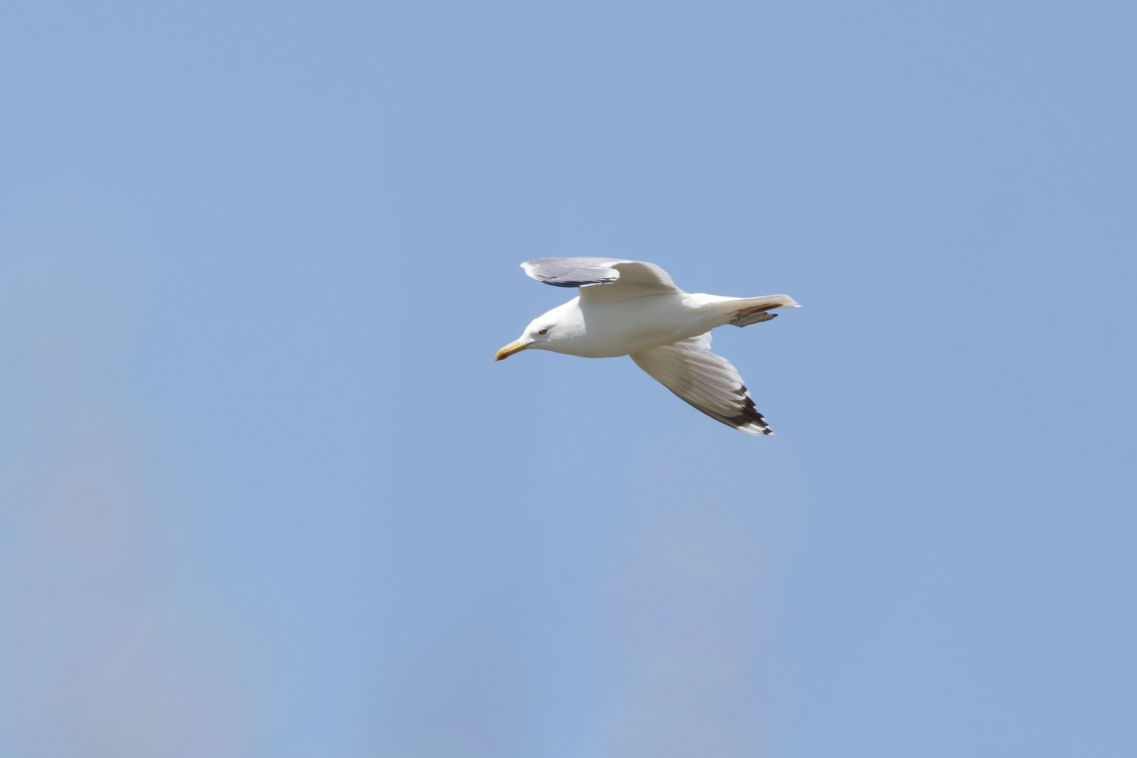 Caspian gull, Romanian Steppe, Romania — photo by Orlando Prugel-Bennett