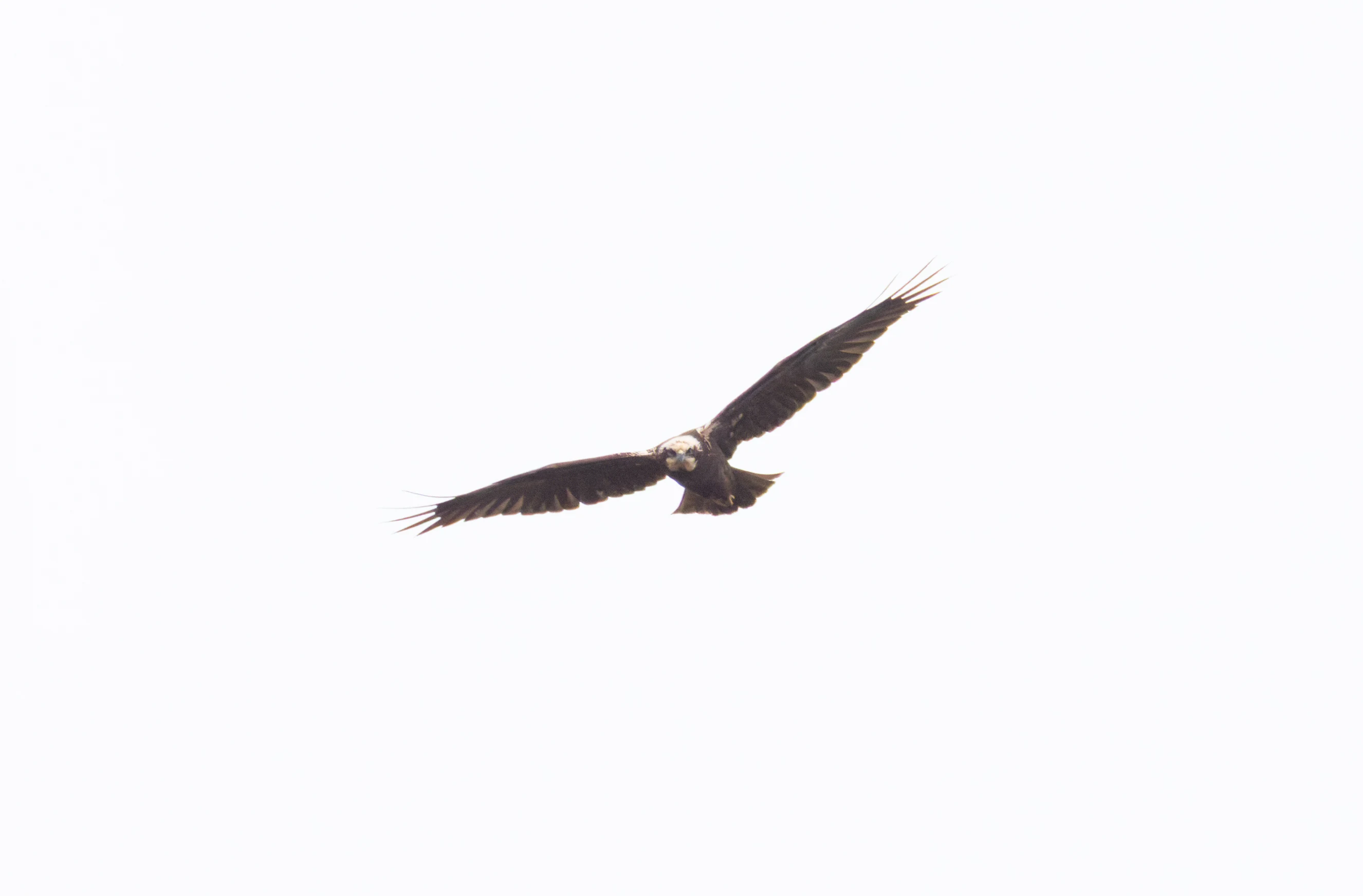 Western Marsh Harrier, Clot de Galvany, Alicante, Spain — photo by Orlando Prugel-Bennett