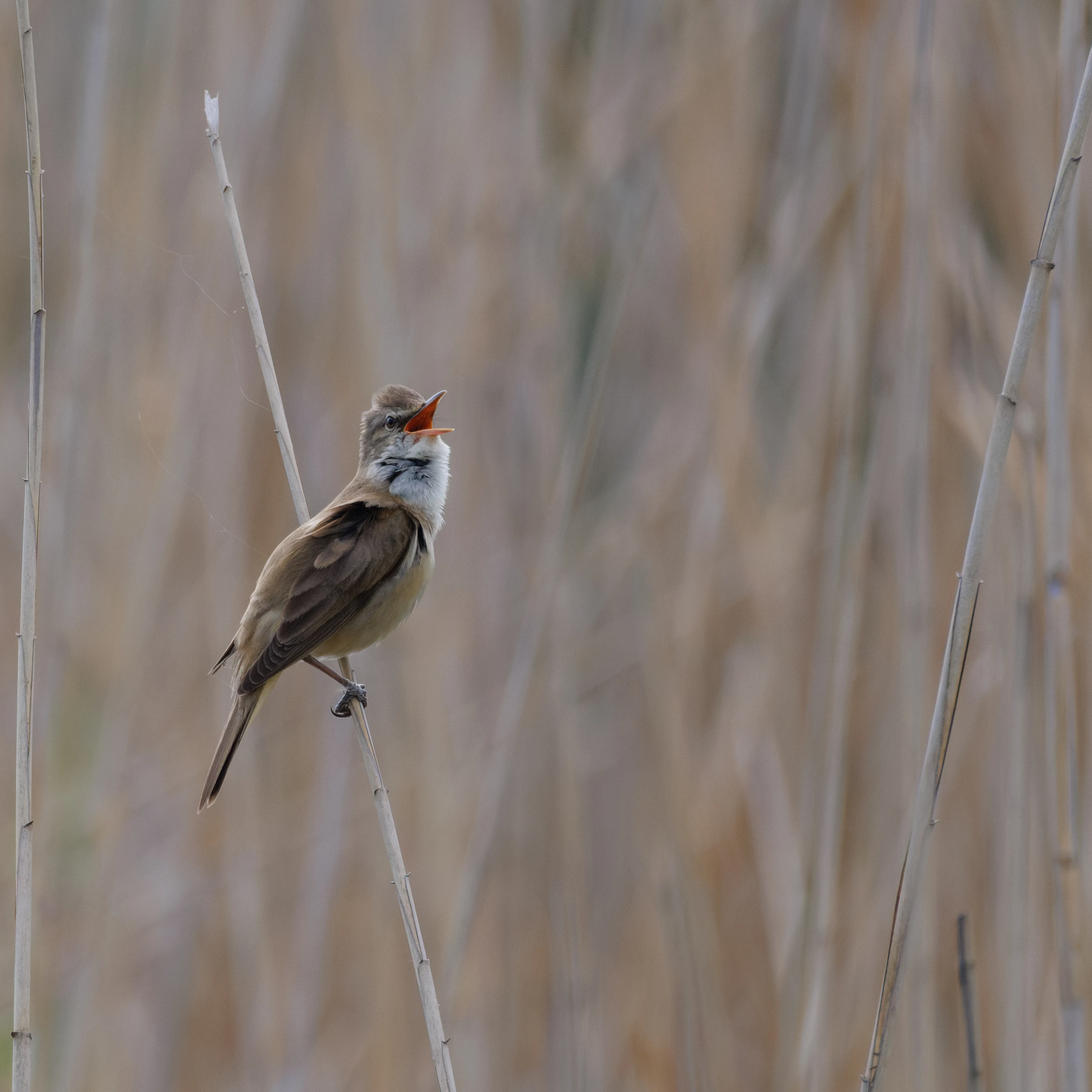 Great Reed Warbler, Danube Delta, Romania — photo by Orlando Prugel-Bennett