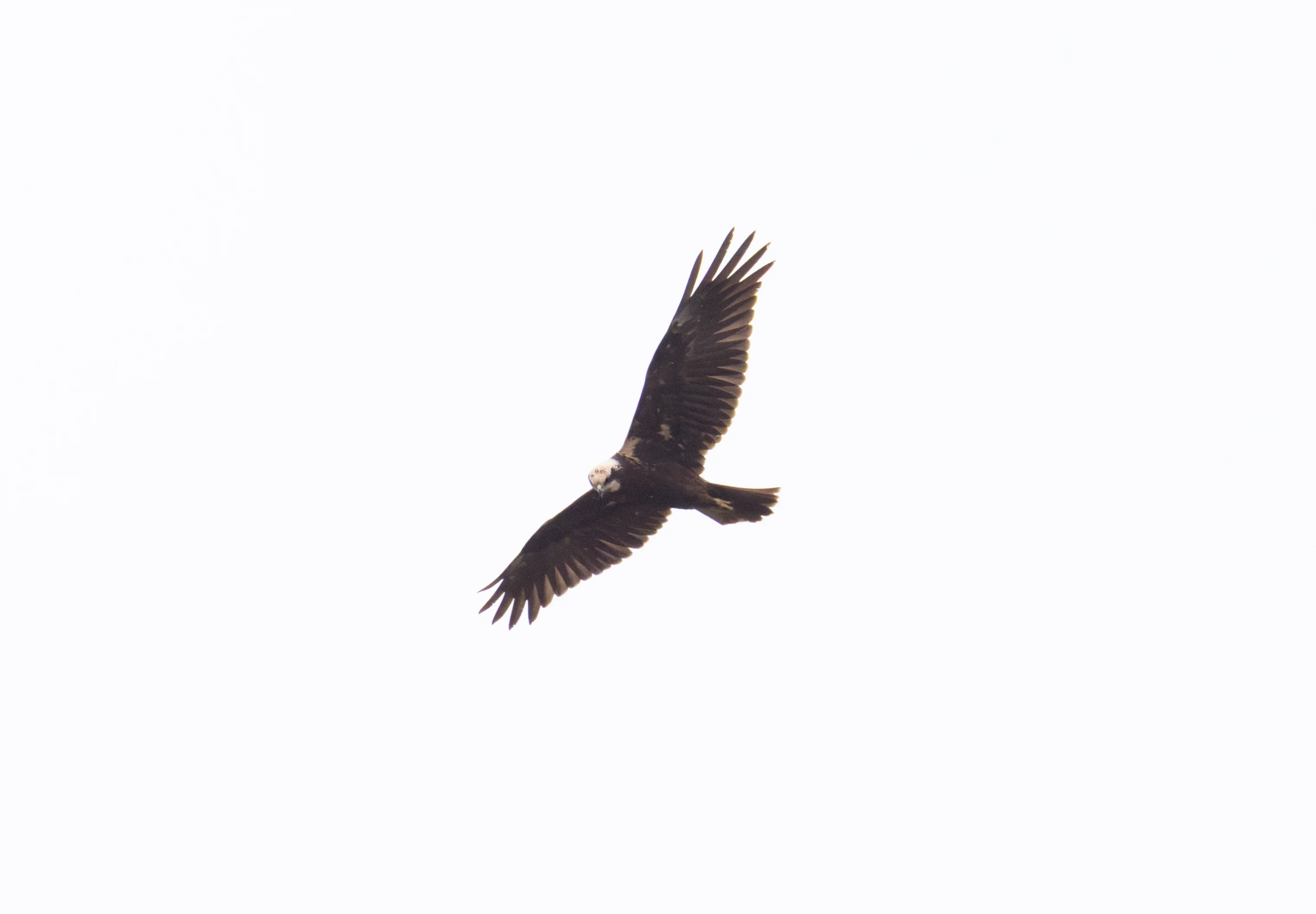 Western Marsh Harrier, Clot de Galvany, Alicante, Spain — photo by Orlando Prugel-Bennett