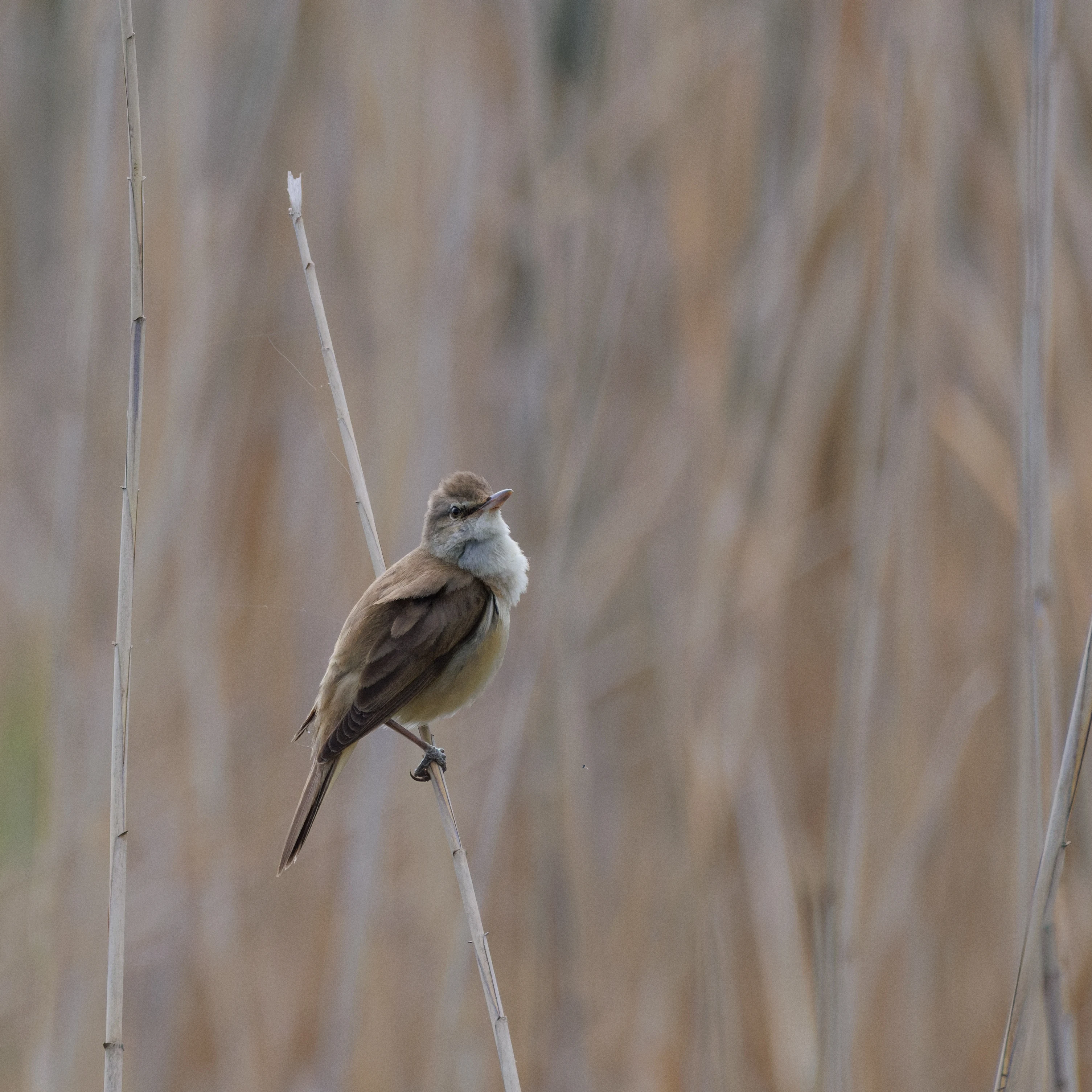 Great Reed Warbler, Danube Delta, Romania — photo by Orlando Prugel-Bennett