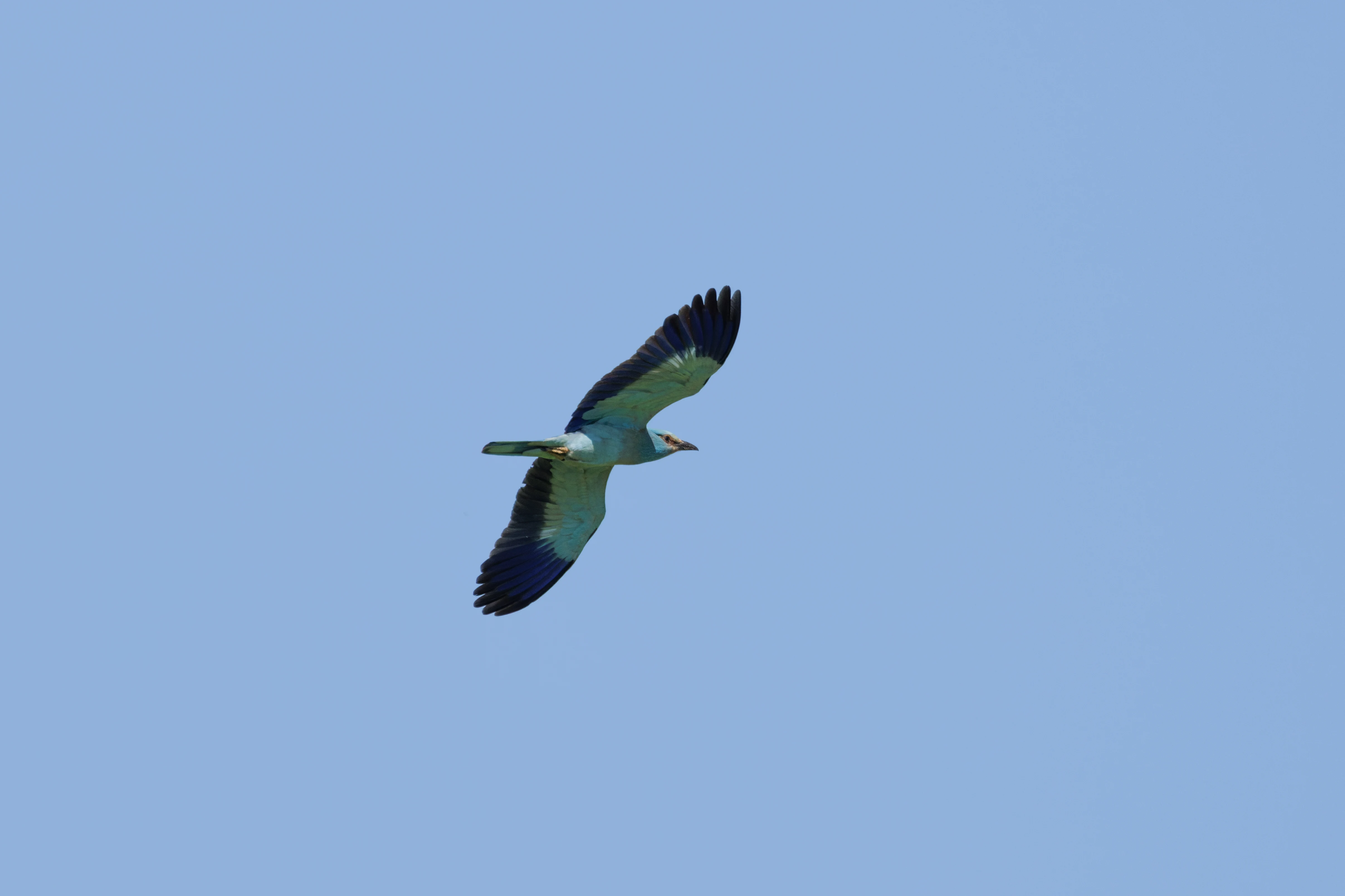 European Roller in flight, Romanian Steppe, Romania — photo by Orlando Prugel-Bennett