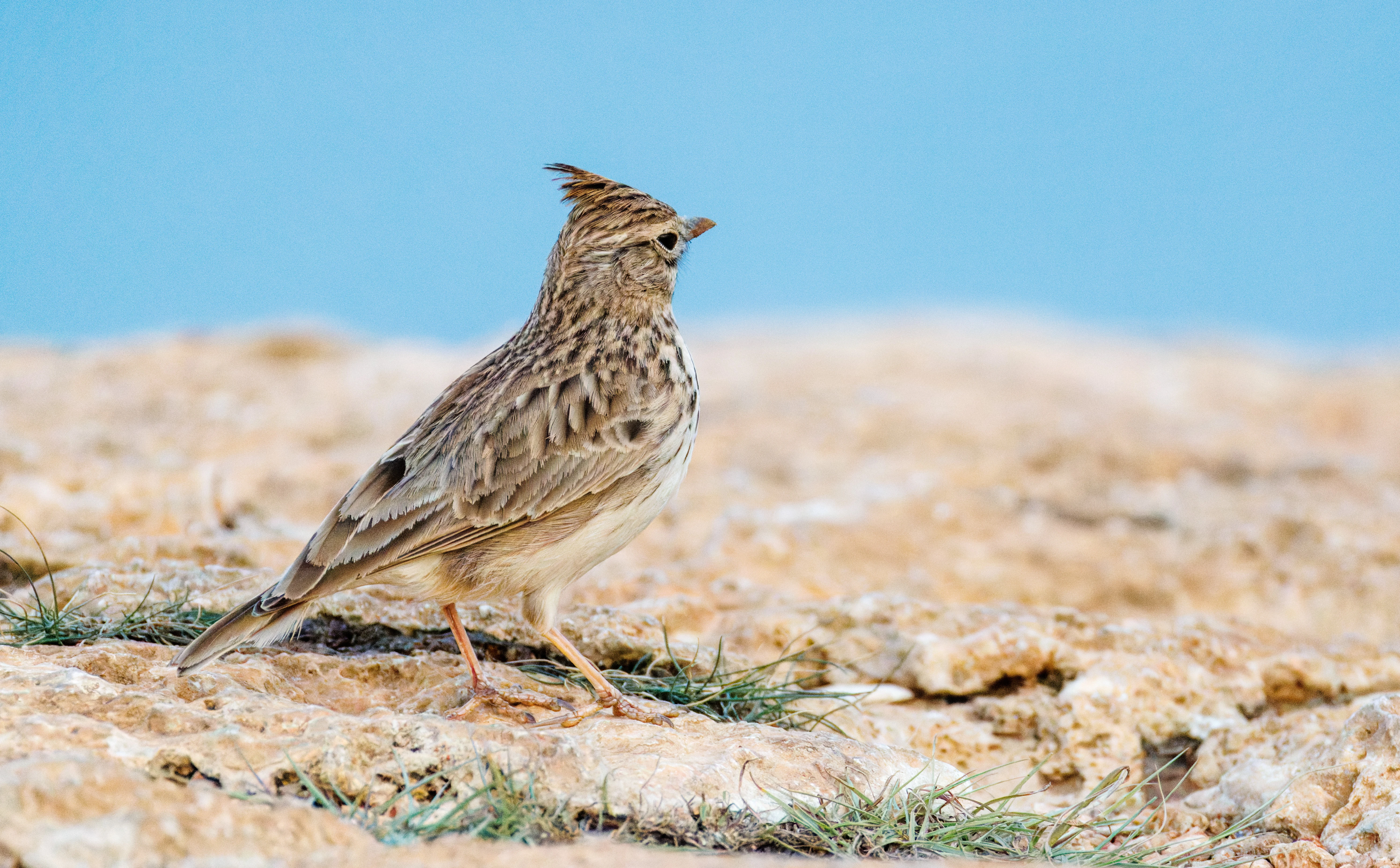 Thekla's Lark, Santa Pola Lighthouse, Alicante, Spain — photo by Orlando Prugel-Bennett