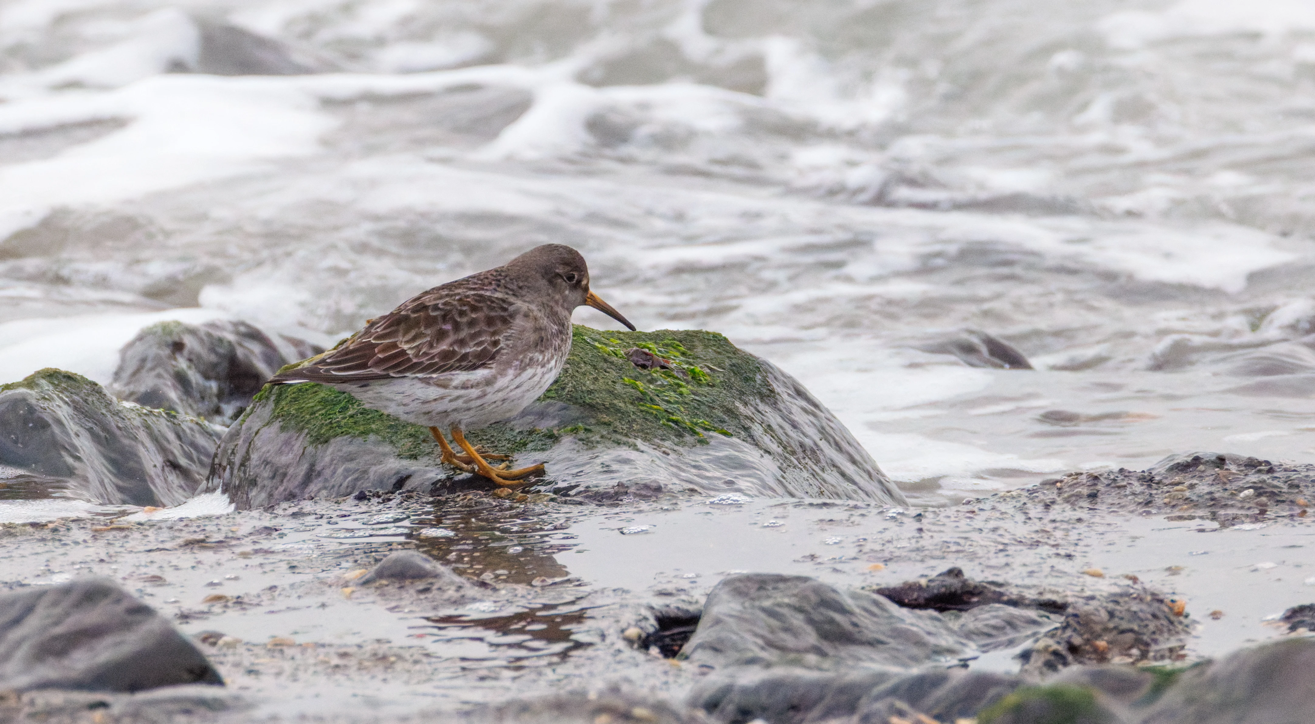 Purple Sandpiper, Zeeland, Netherlands — photo by Orlando Prugel-Bennett