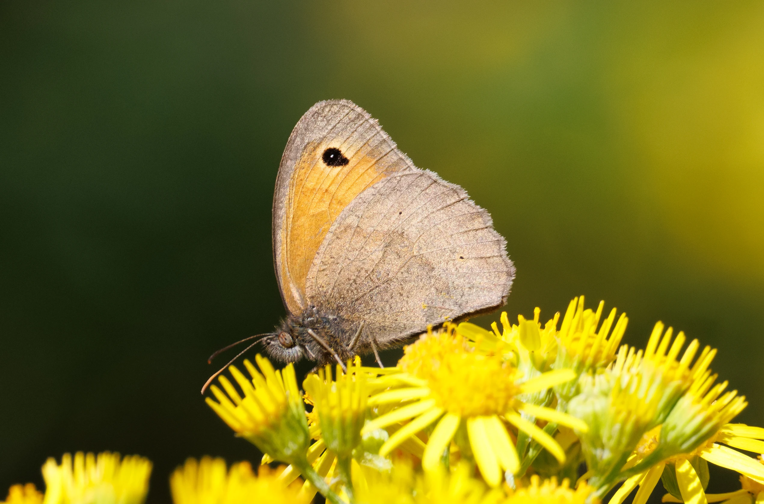 Meadow Brown Butterfly on Ragwort, Knepp, Horsham, West Sussex, UK — photo by Orlando Prugel-Bennett
