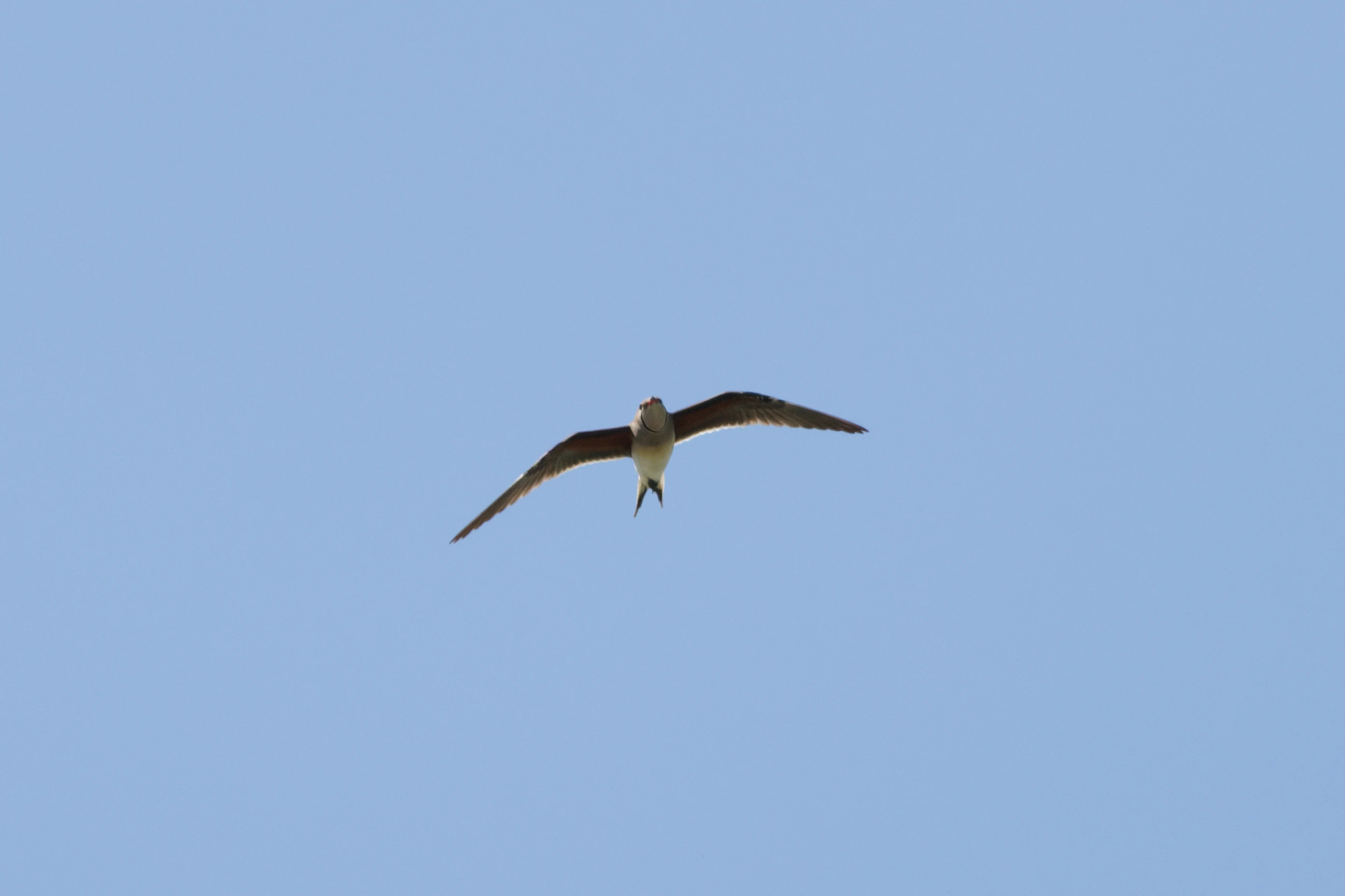Collared Pratincole, Romanian Steppe, Romania — photo by Orlando Prugel-Bennett