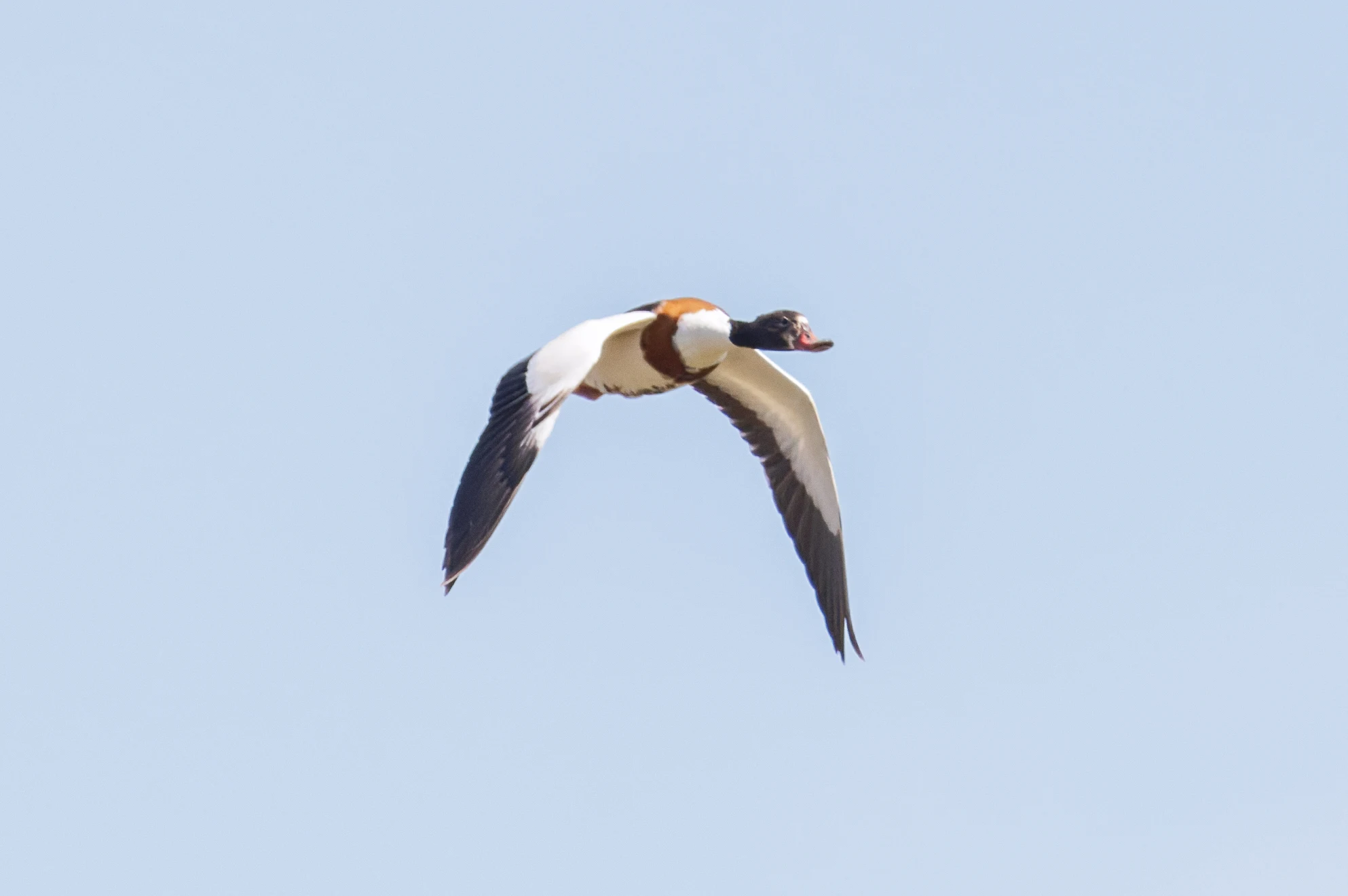 Shelduck, Danube Delta, Romania — photo by Orlando Prugel-Bennett