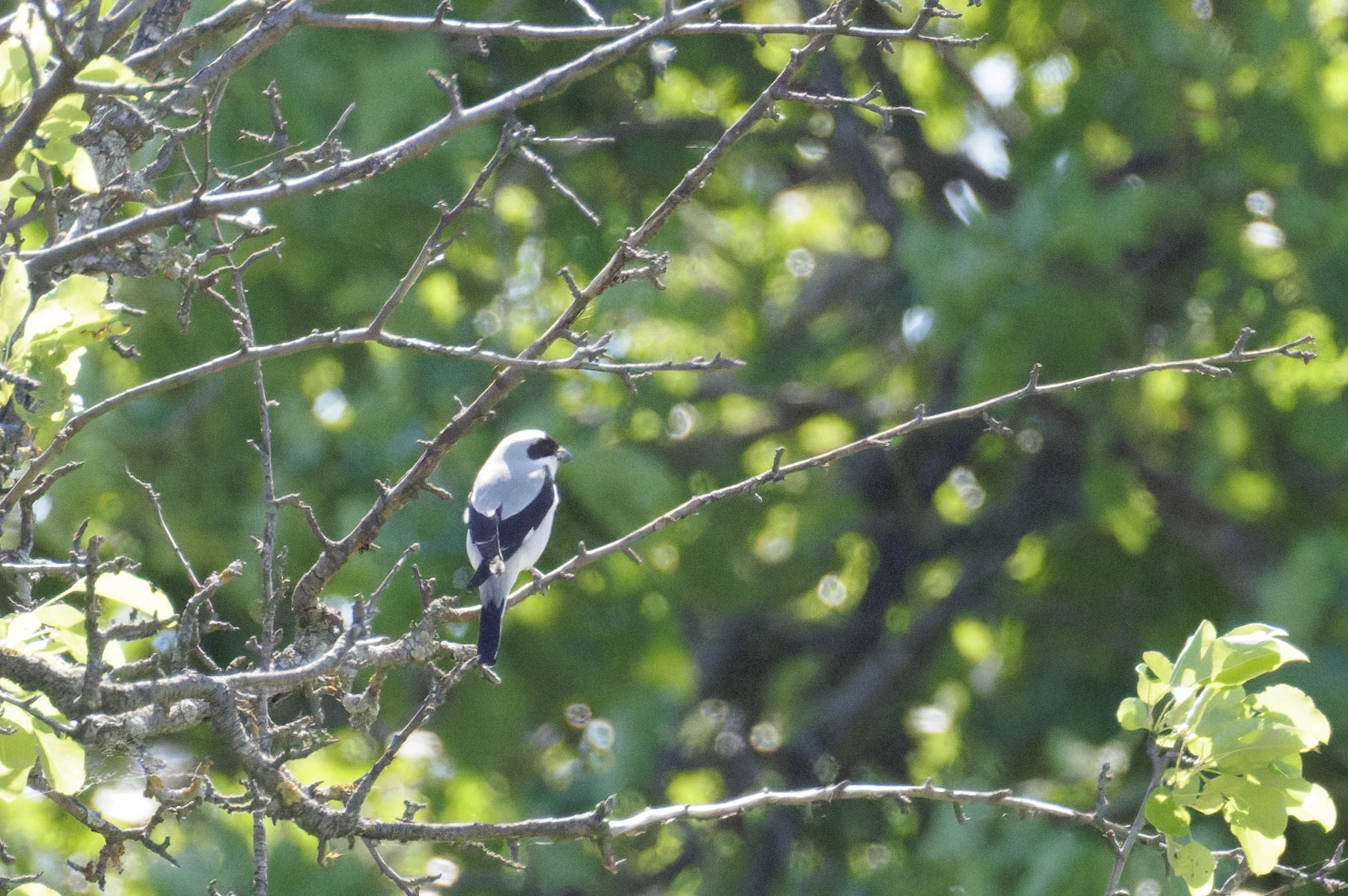 Lesser Grey Shrike, Romanian Steppe, Romania — photo by Orlando Prugel-Bennett