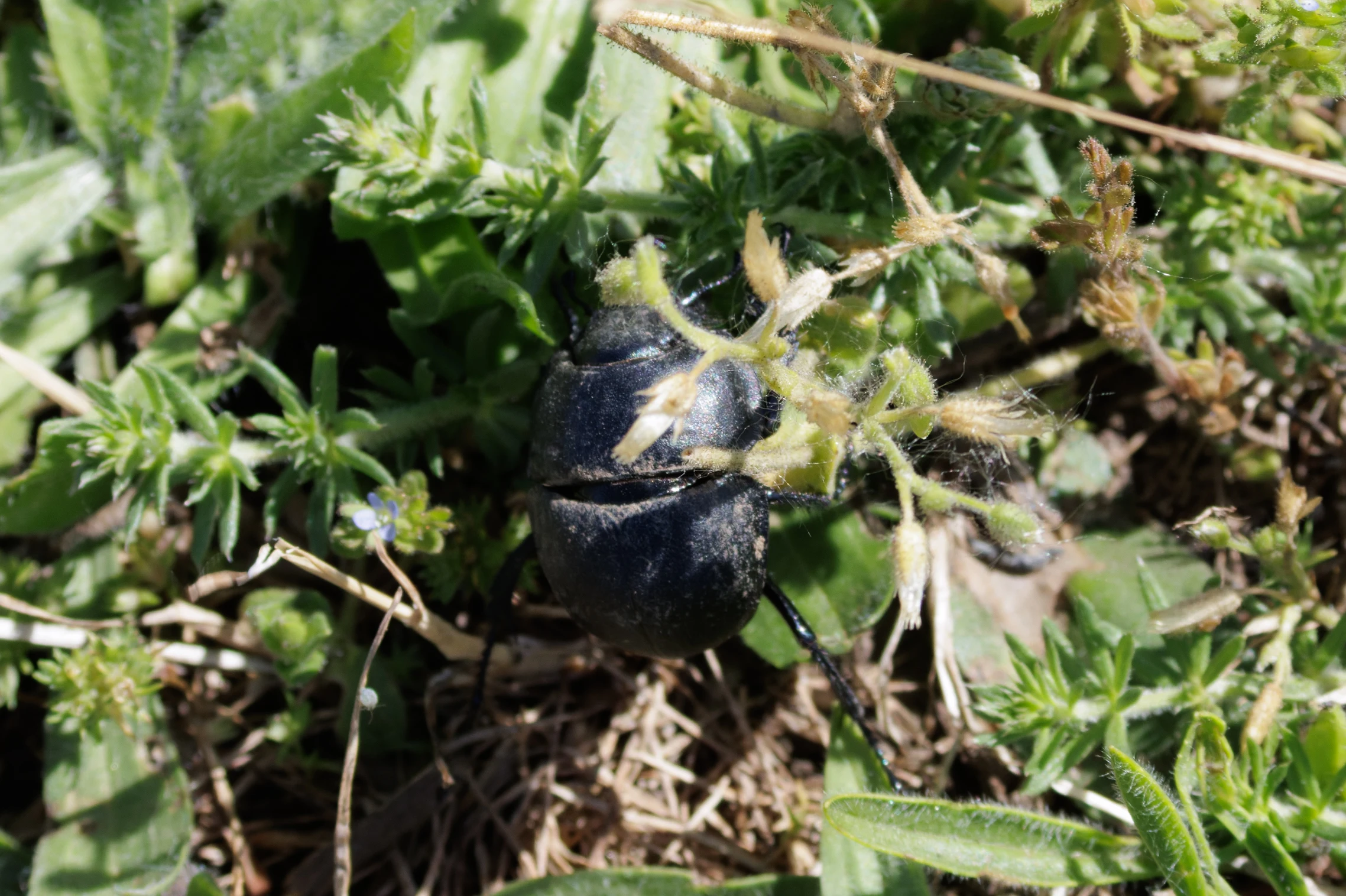 dung beetle, Romanian Steppe, Romania — photo by Orlando Prugel-Bennett
