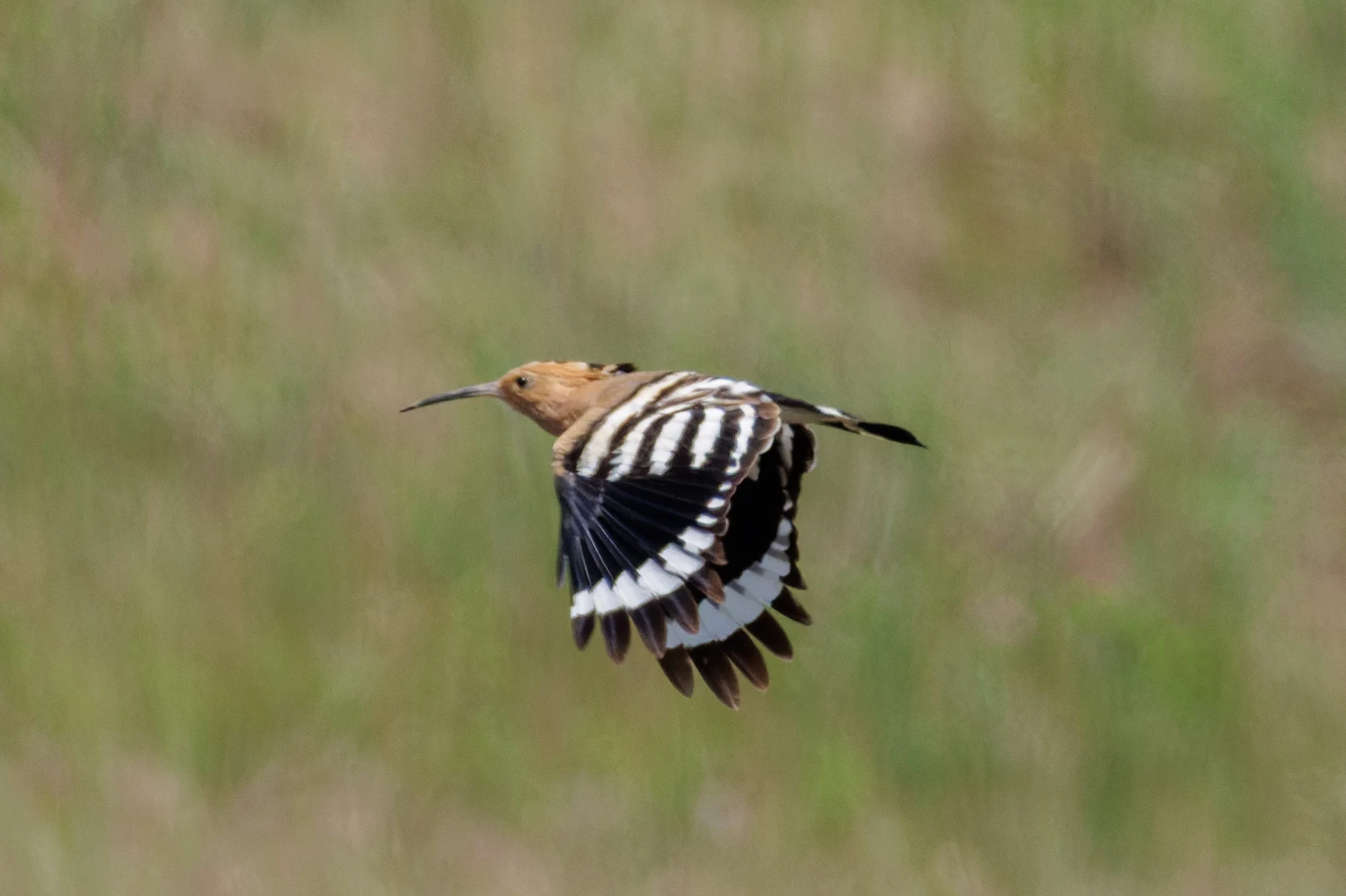 Eurasian Hoopoe, Danube Delta, Romania — photo by Orlando Prugel-Bennett