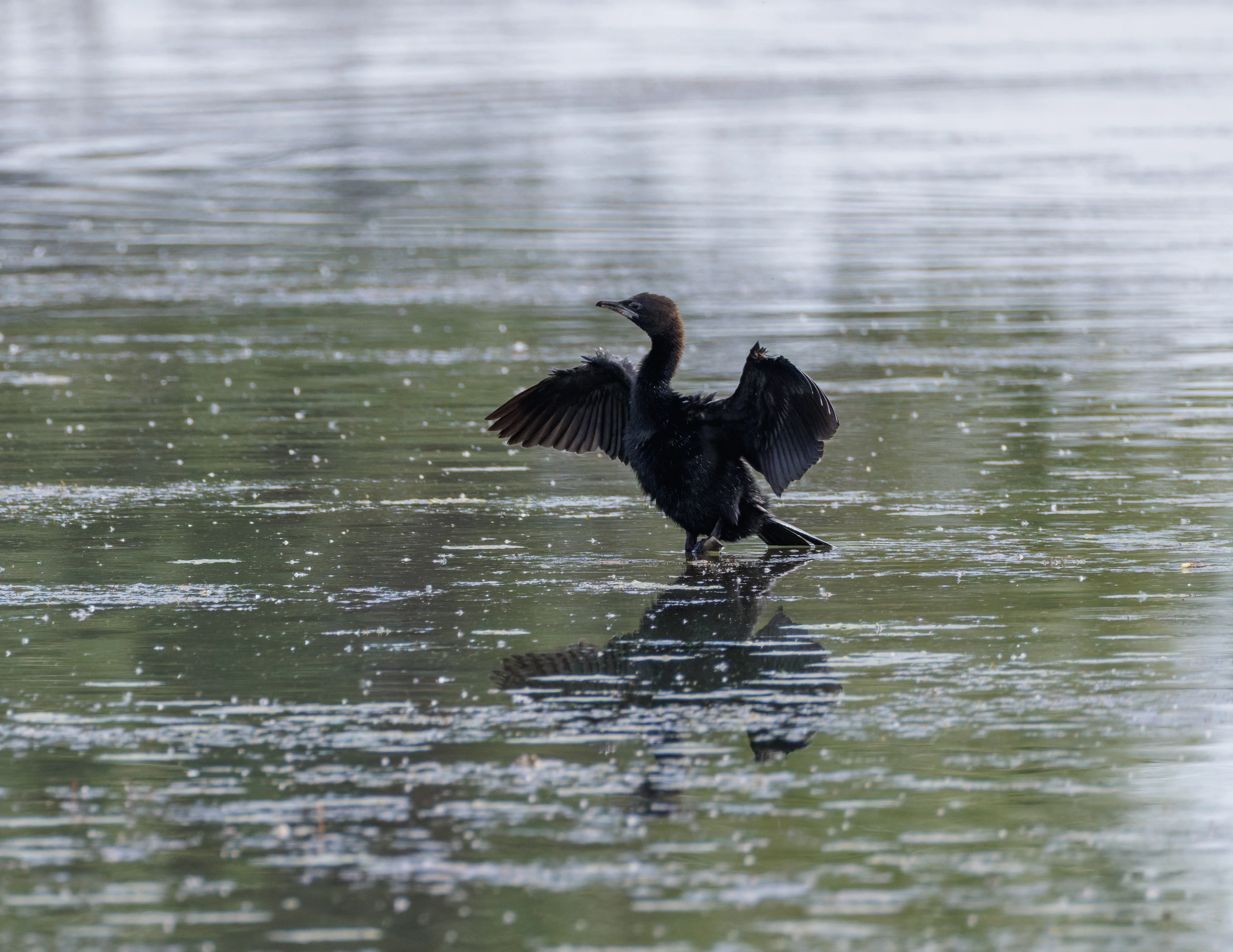 Pygmy Cormorant, Danube Delta, Romania — photo by Orlando Prugel-Bennett
