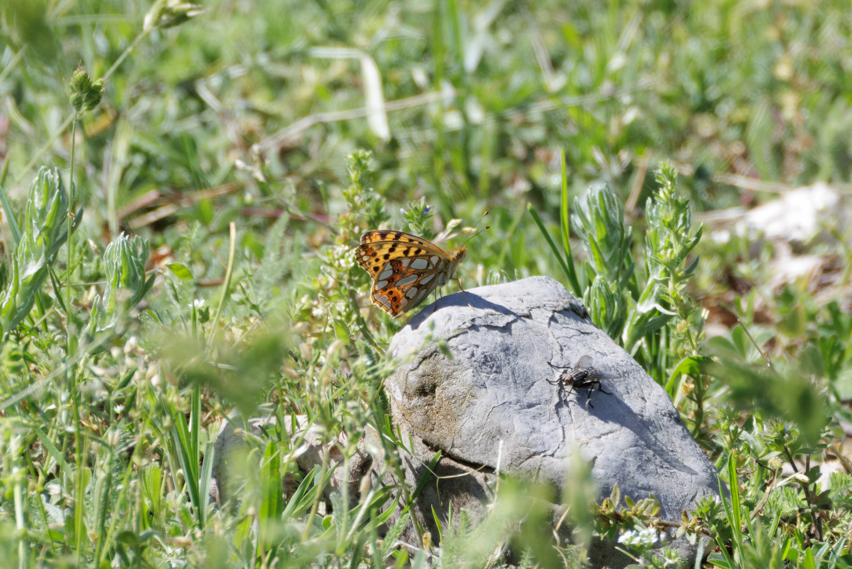 Fritillary butterfly, Romanian Steppe, Romania — photo by Orlando Prugel-Bennett