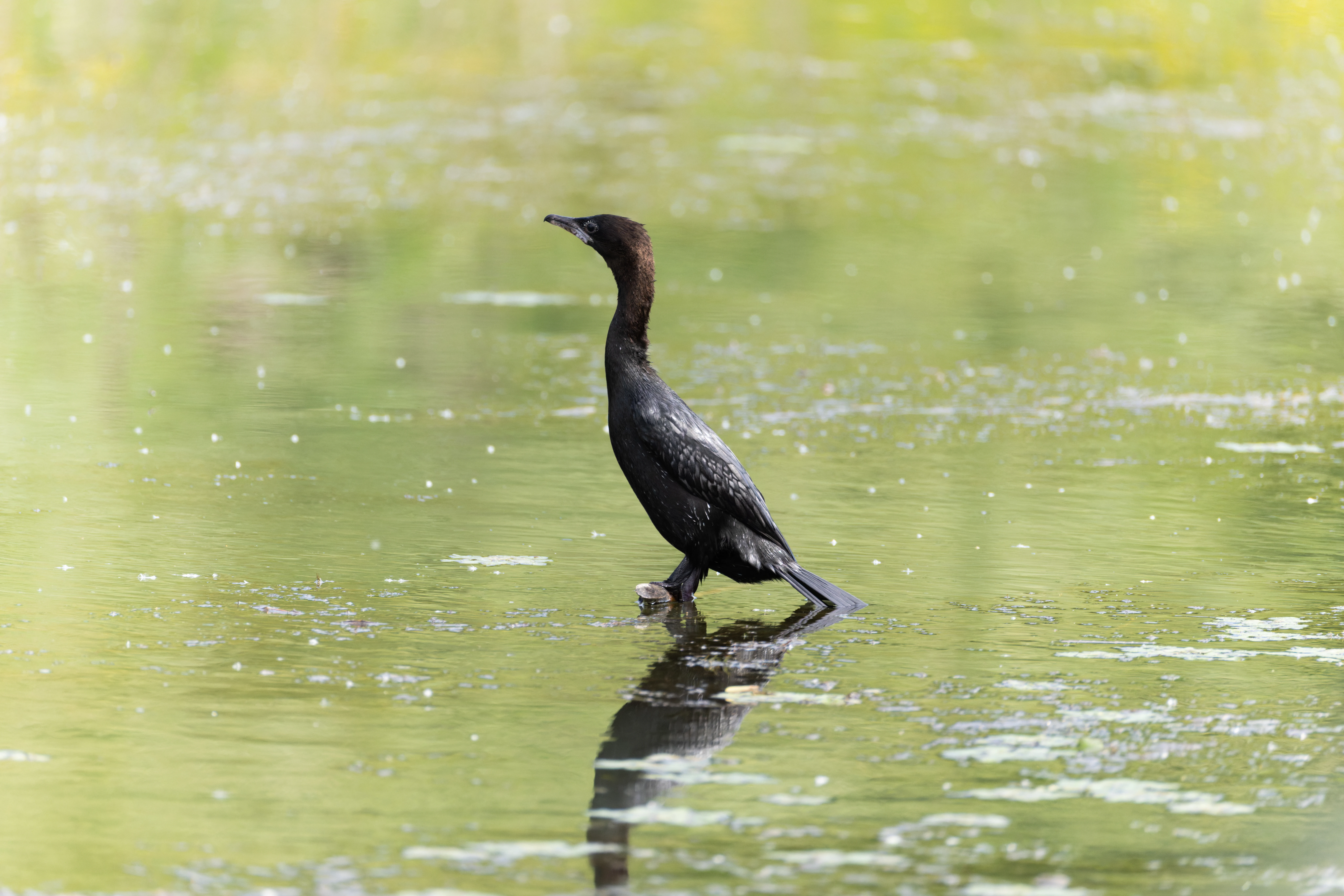 Pygmy Cormorant, Danube Delta, Romania — photo by Orlando Prugel-Bennett