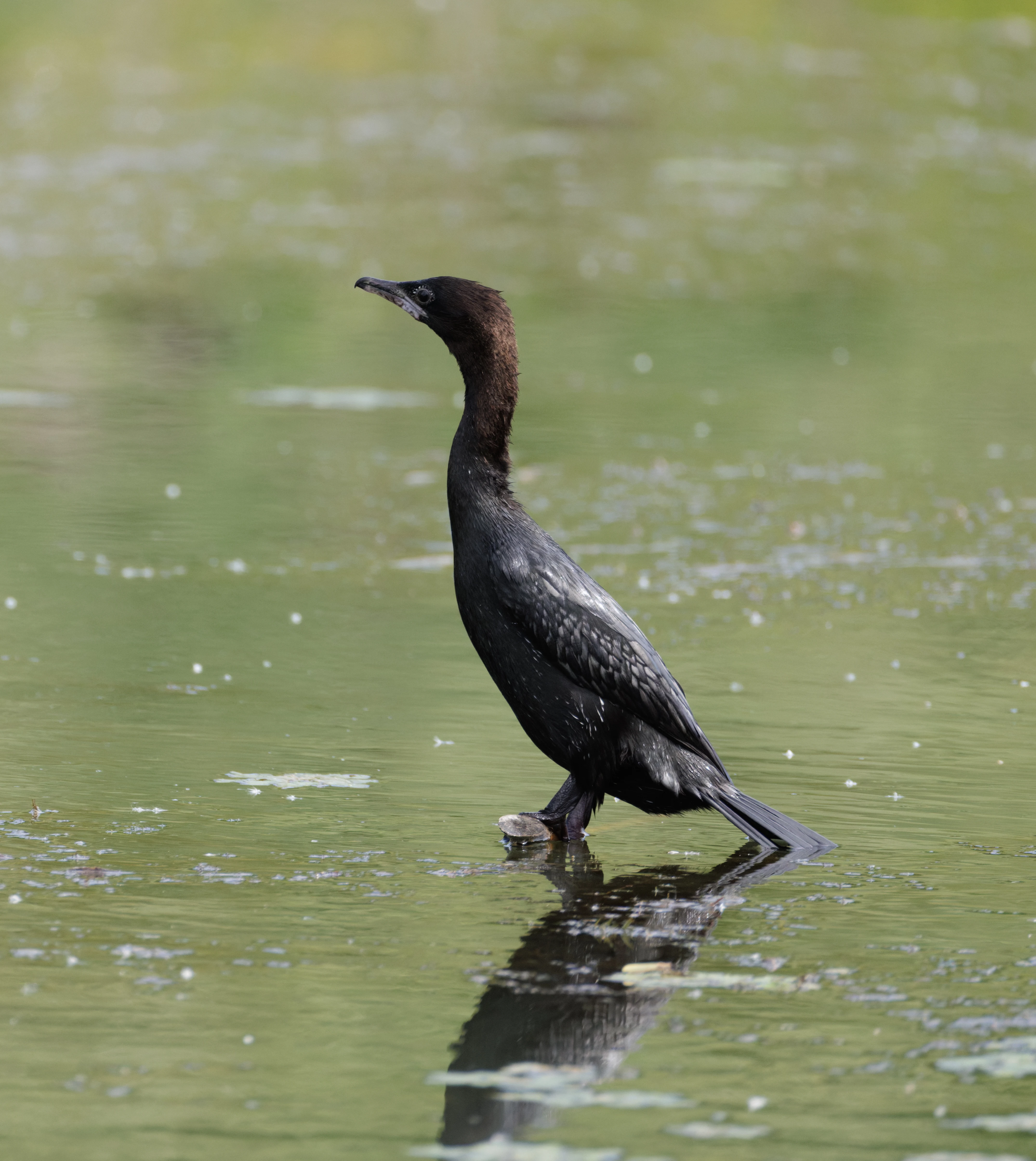 Pygmy Cormorant, Danube Delta, Romania — photo by Orlando Prugel-Bennett
