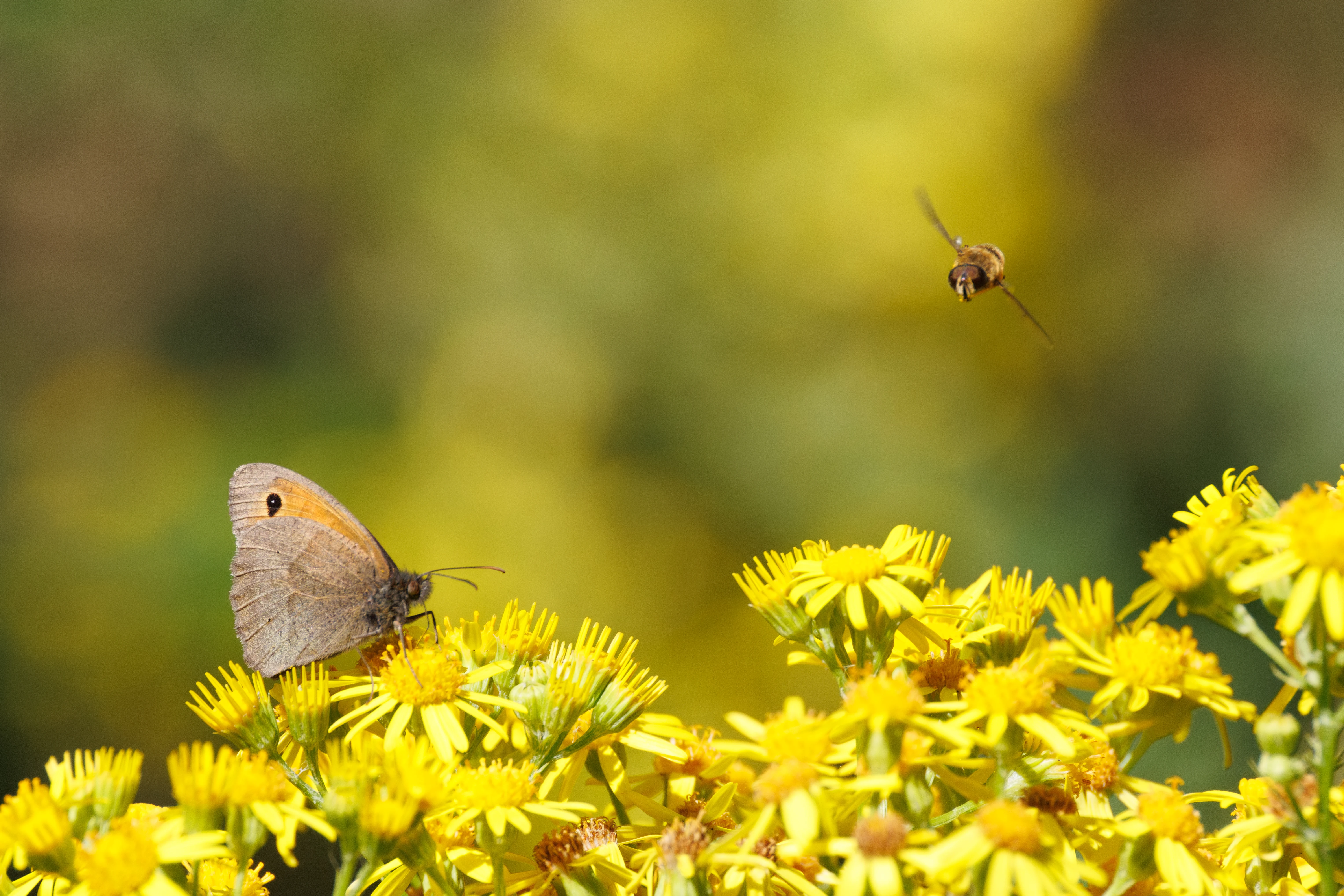 Gatekeeper butterfly and hoverfly on ragwort flowers, Knepp, Horsham, West Sussex, UK — photo by Orlando Prugel-Bennett
