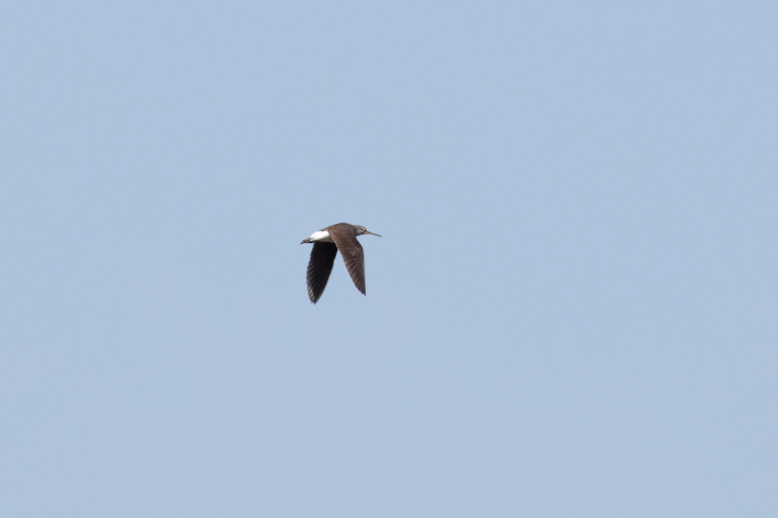 Green Sandpiper in flight, Romanian Steppe, Romania — photo by Orlando Prugel-Bennett