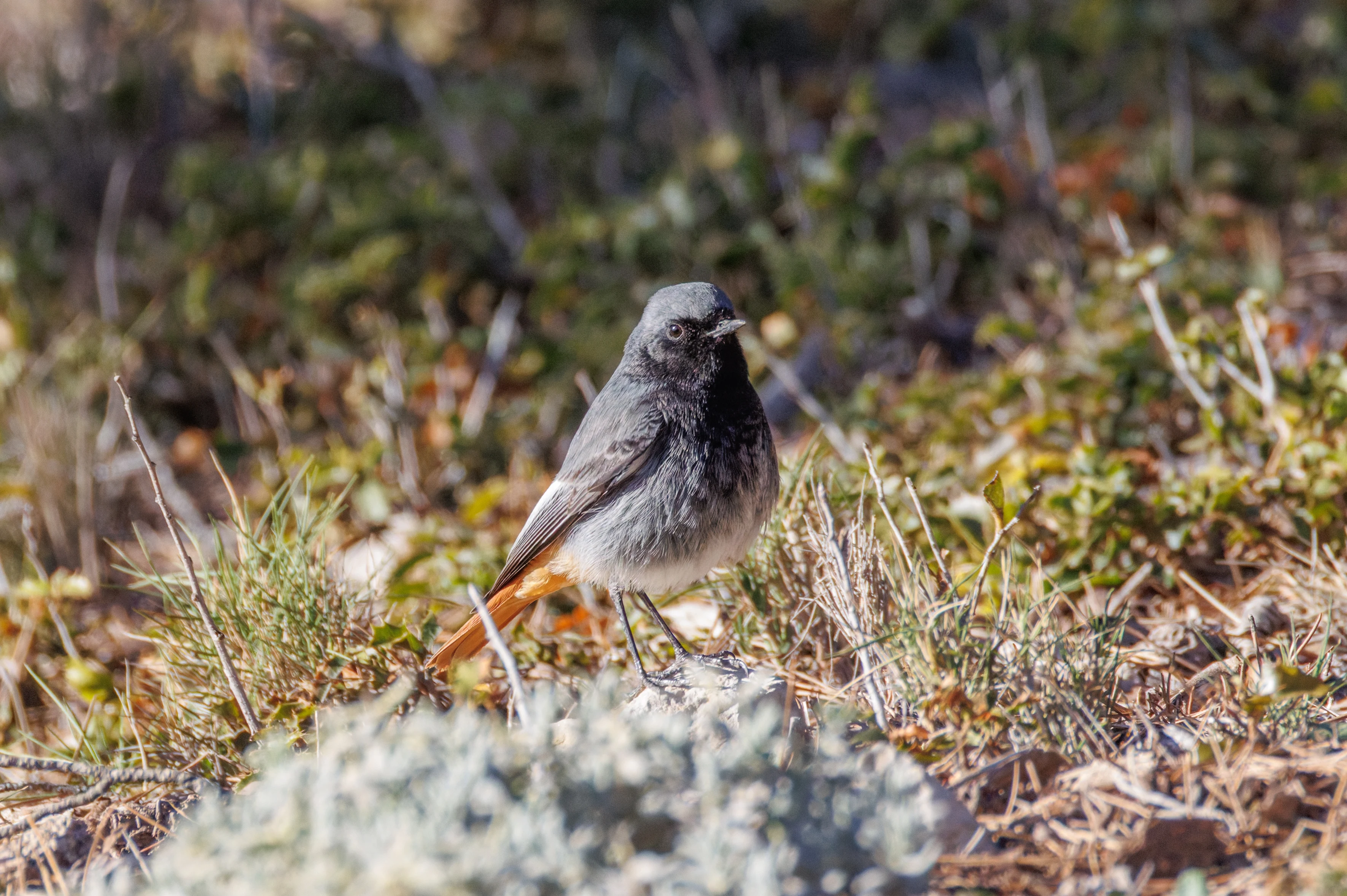 Black Redstart, Maigmo, Alicante, Spain — photo by Orlando Prugel-Bennett