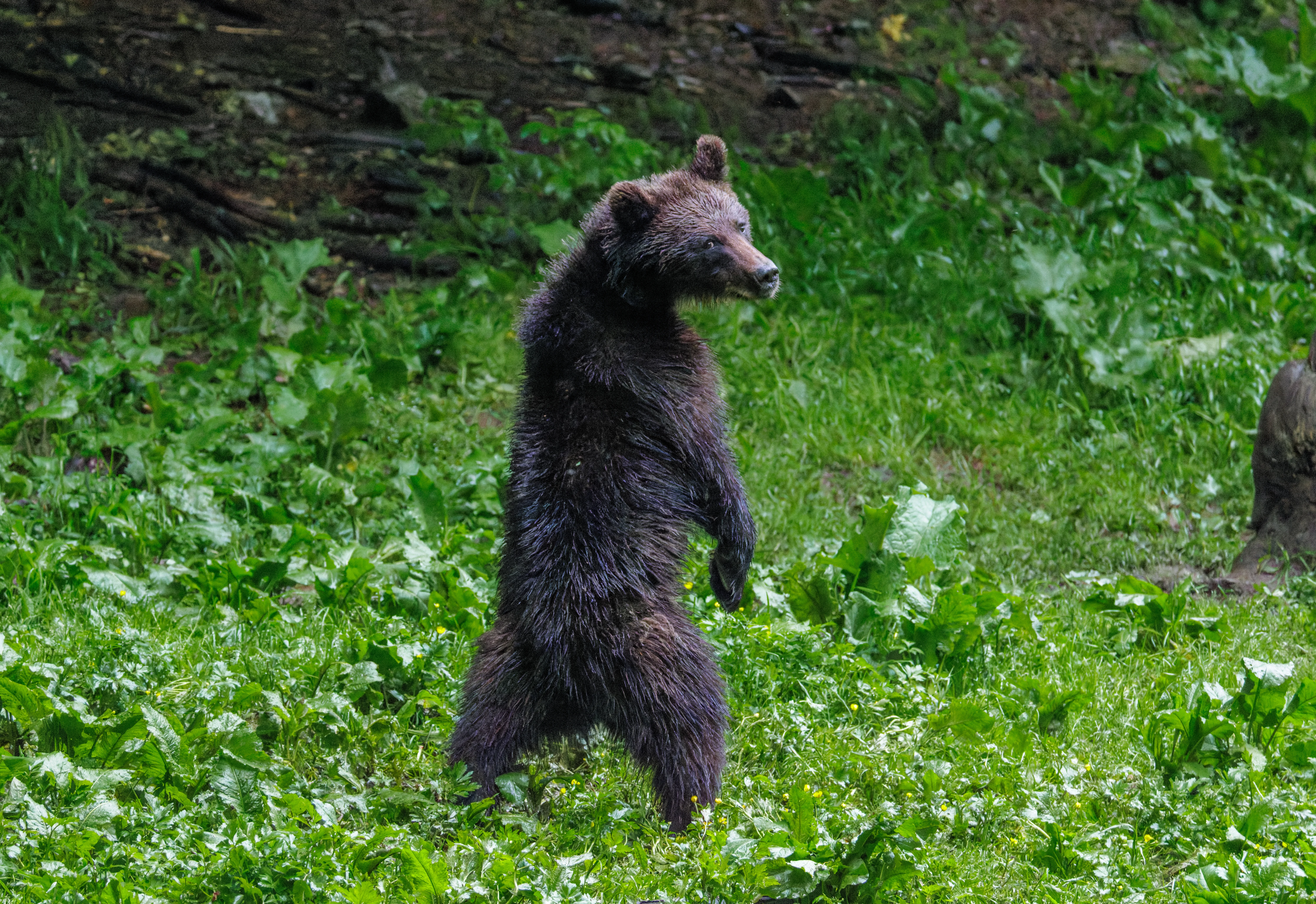 Brown Bear, Transylvania, Romania — photo by Orlando Prugel-Bennett
