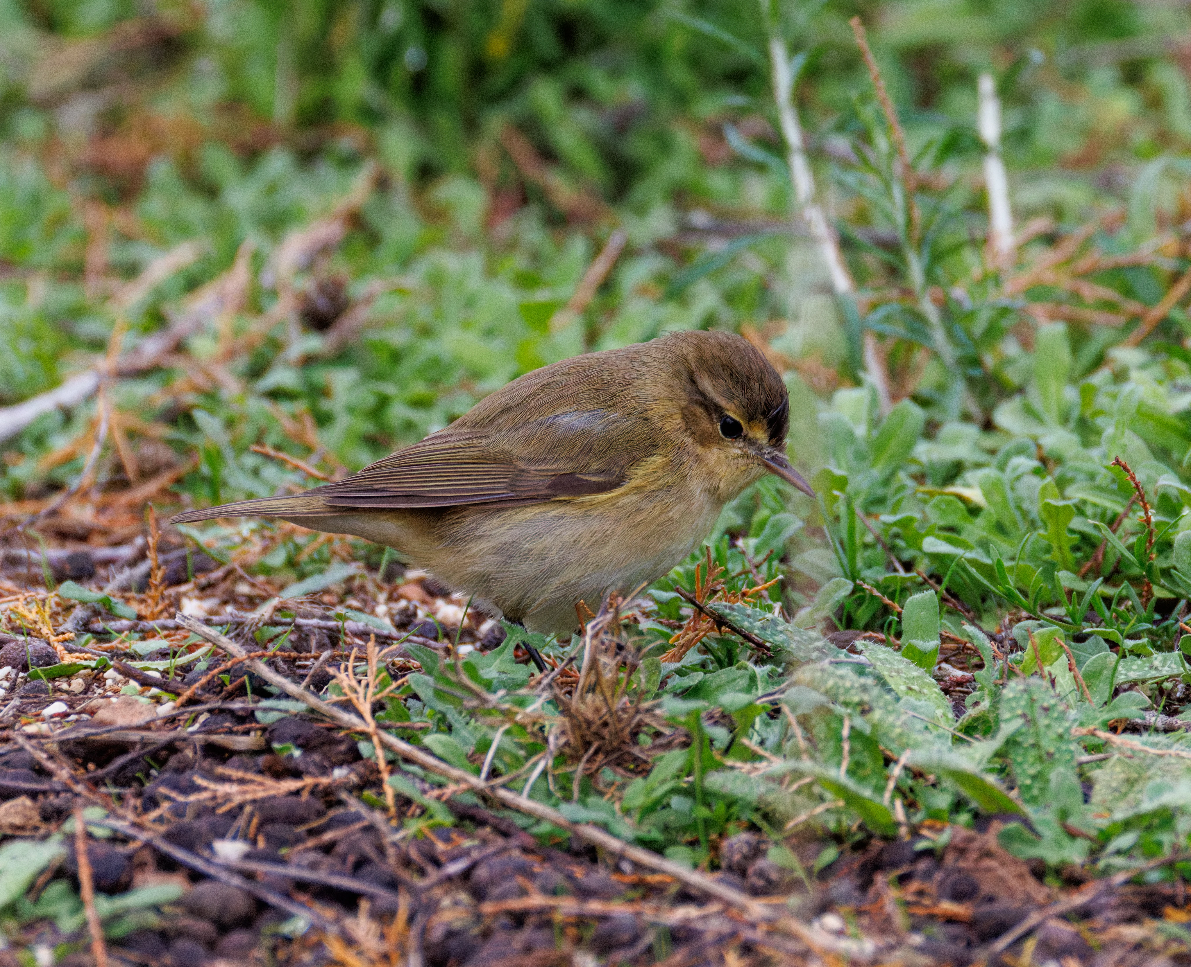 Common Chiffchaff, Clot de Galvany, Alicante, Spain — photo by Orlando Prugel-Bennett