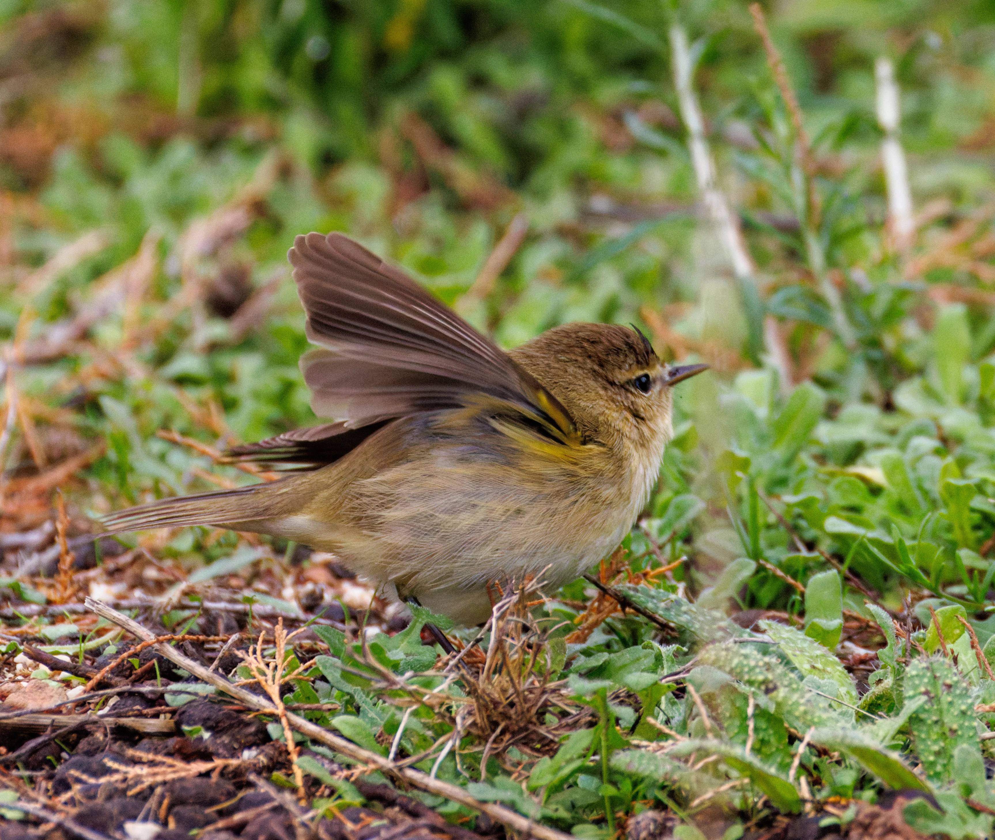 Common Chiffchaff, Clot de Galvany, Alicante, Spain — photo by Orlando Prugel-Bennett