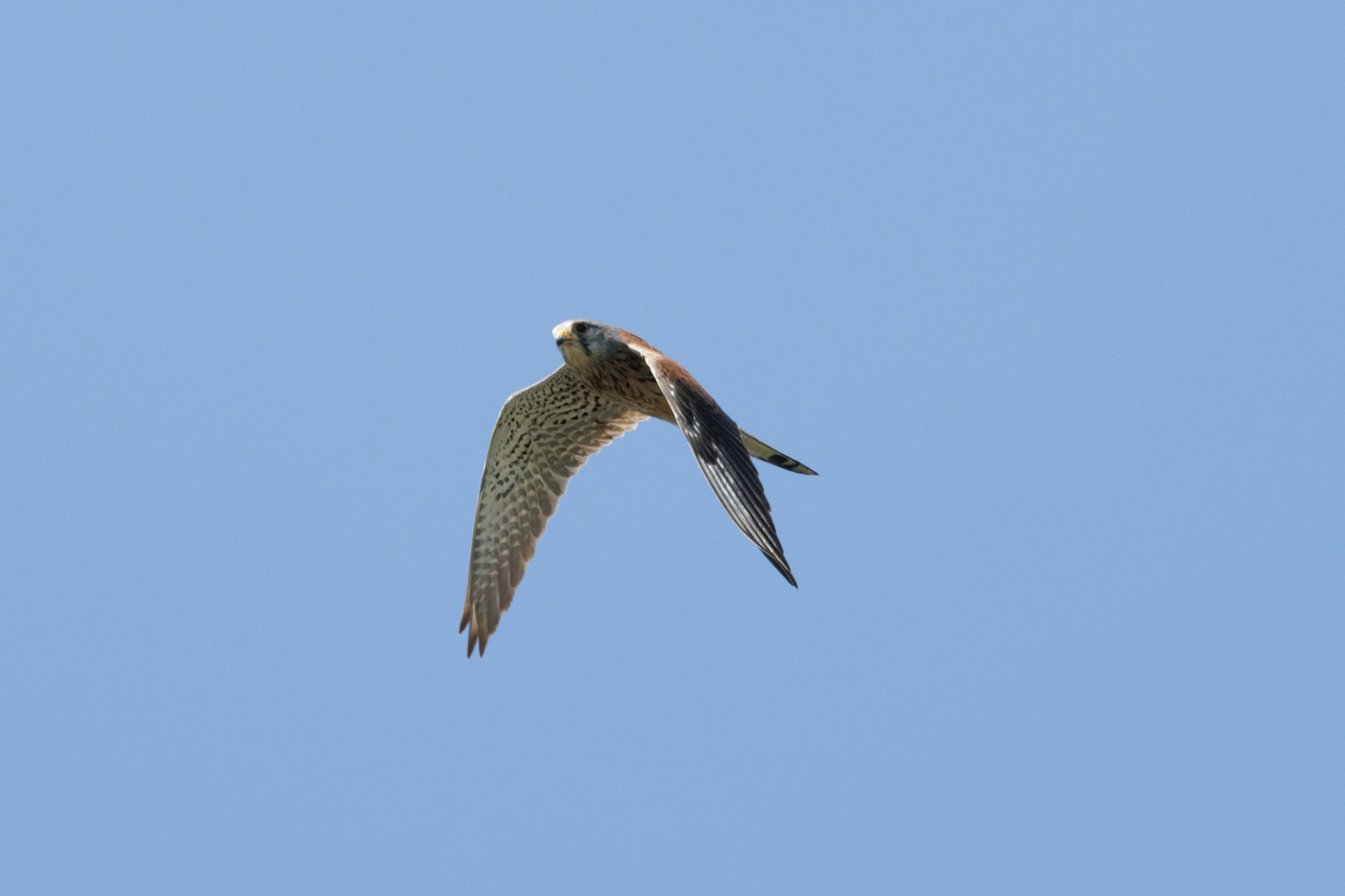 Common Kestrel, Romanian Steppe, Romania — photo by Orlando Prugel-Bennett