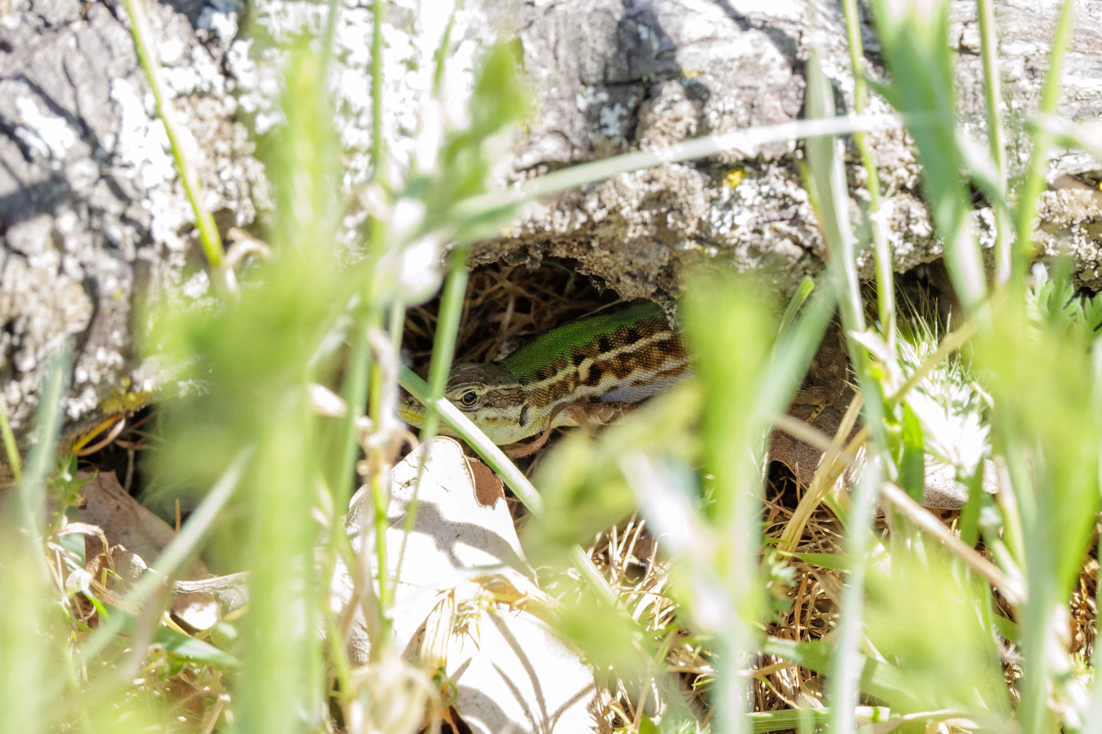 Common Wall Lizard, Romanian Steppe, Romania — photo by Orlando Prugel-Bennett