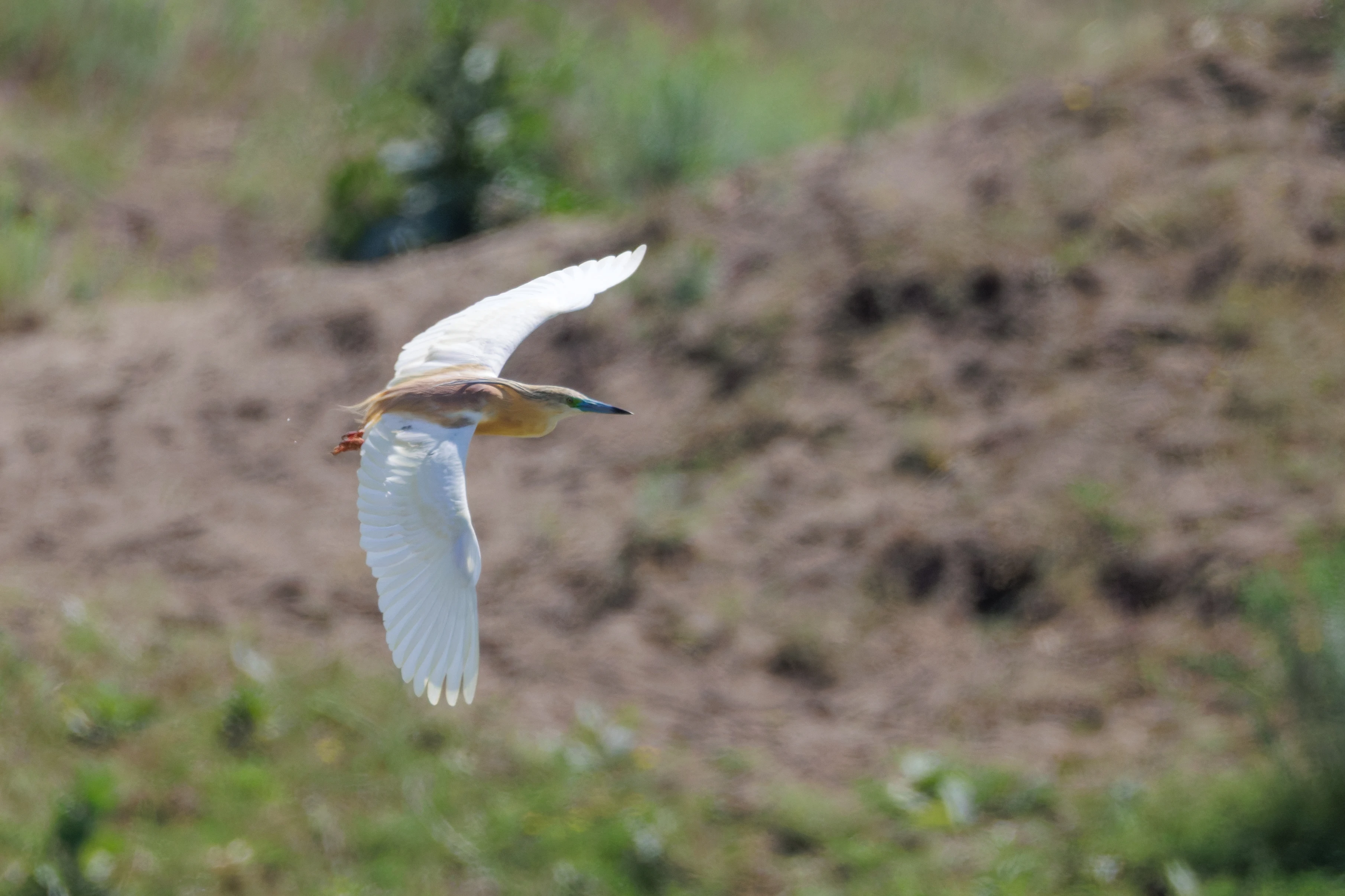 Squacco Heron, Danube Delta, Romania — photo by Orlando Prugel-Bennett