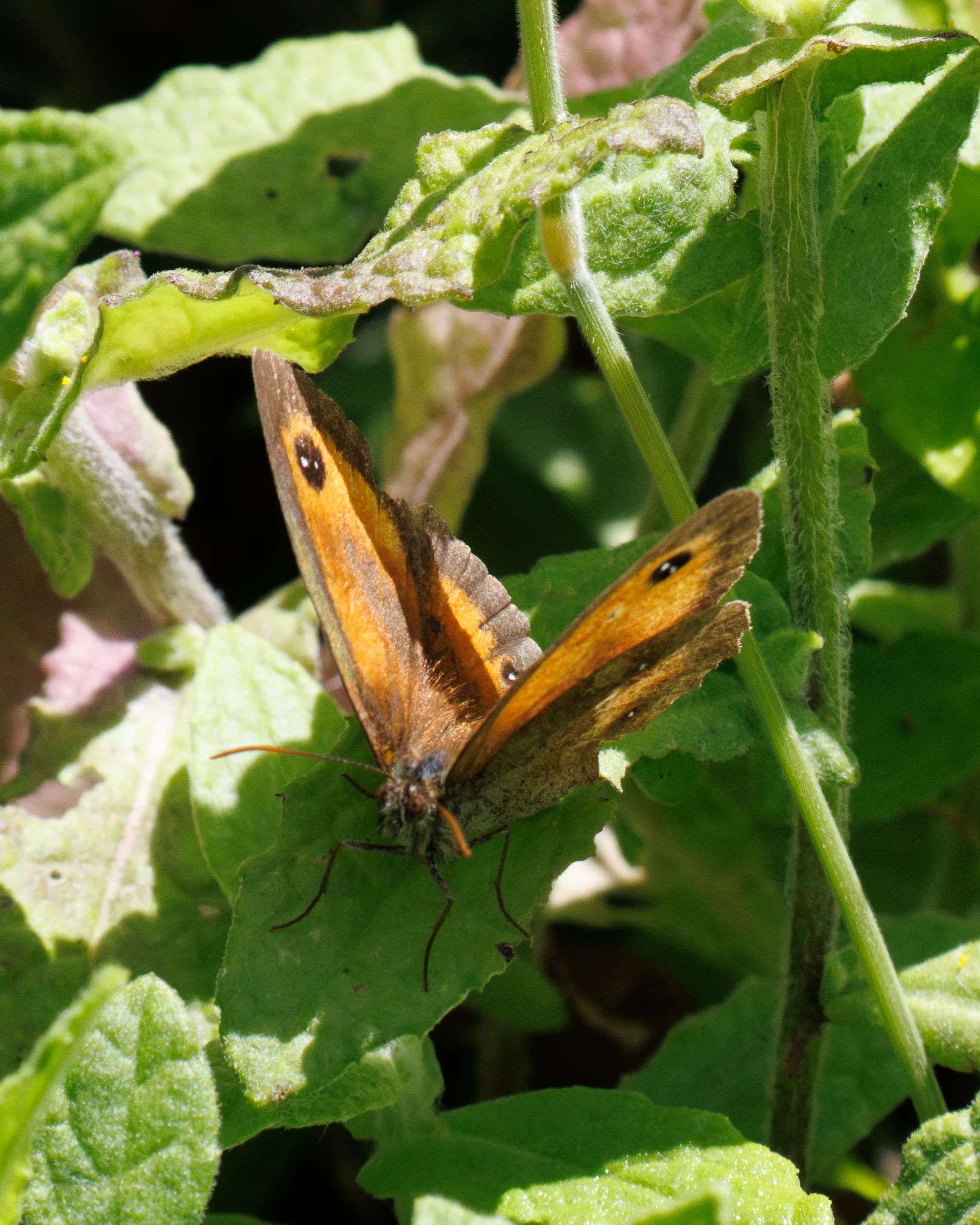 Gatekeeper butterfly, Knepp, Horsham, West Sussex, UK — photo by Orlando Prugel-Bennett