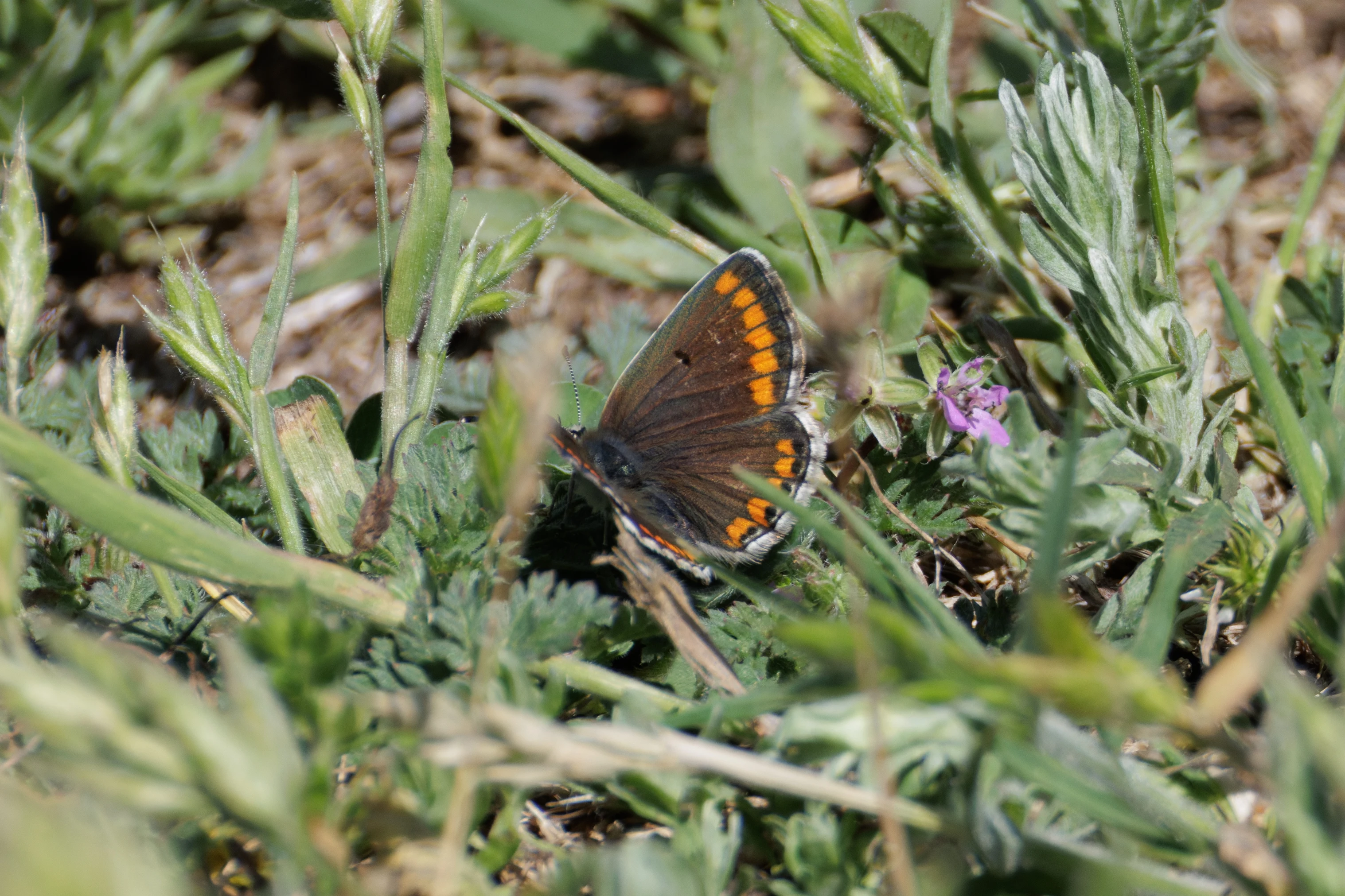 Brown Argus butterfly, Romanian Steppe, Romania — photo by Orlando Prugel-Bennett