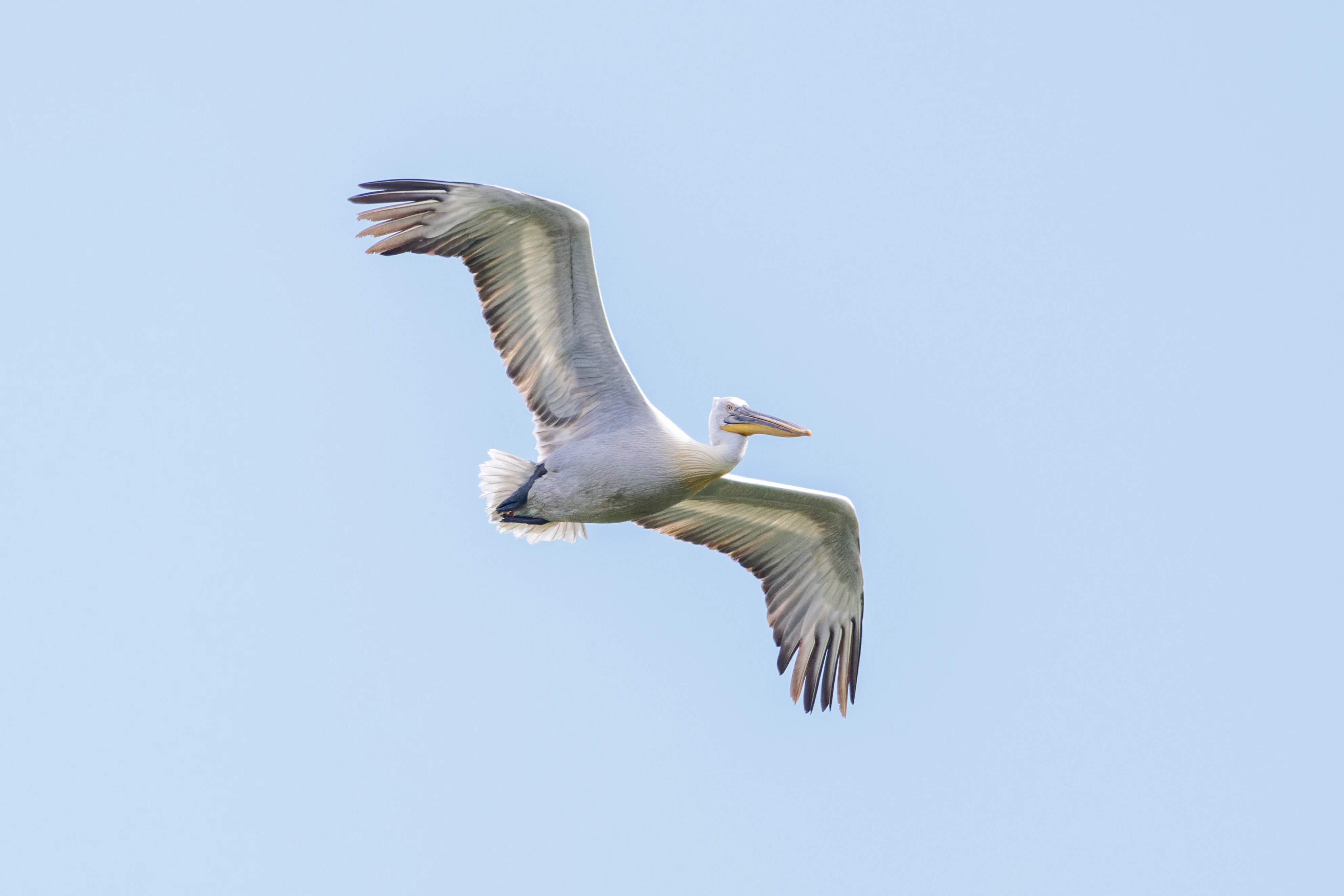 Dalmatian Pelican in flight, Danube Delta, Romania — photo by Orlando Prugel-Bennett