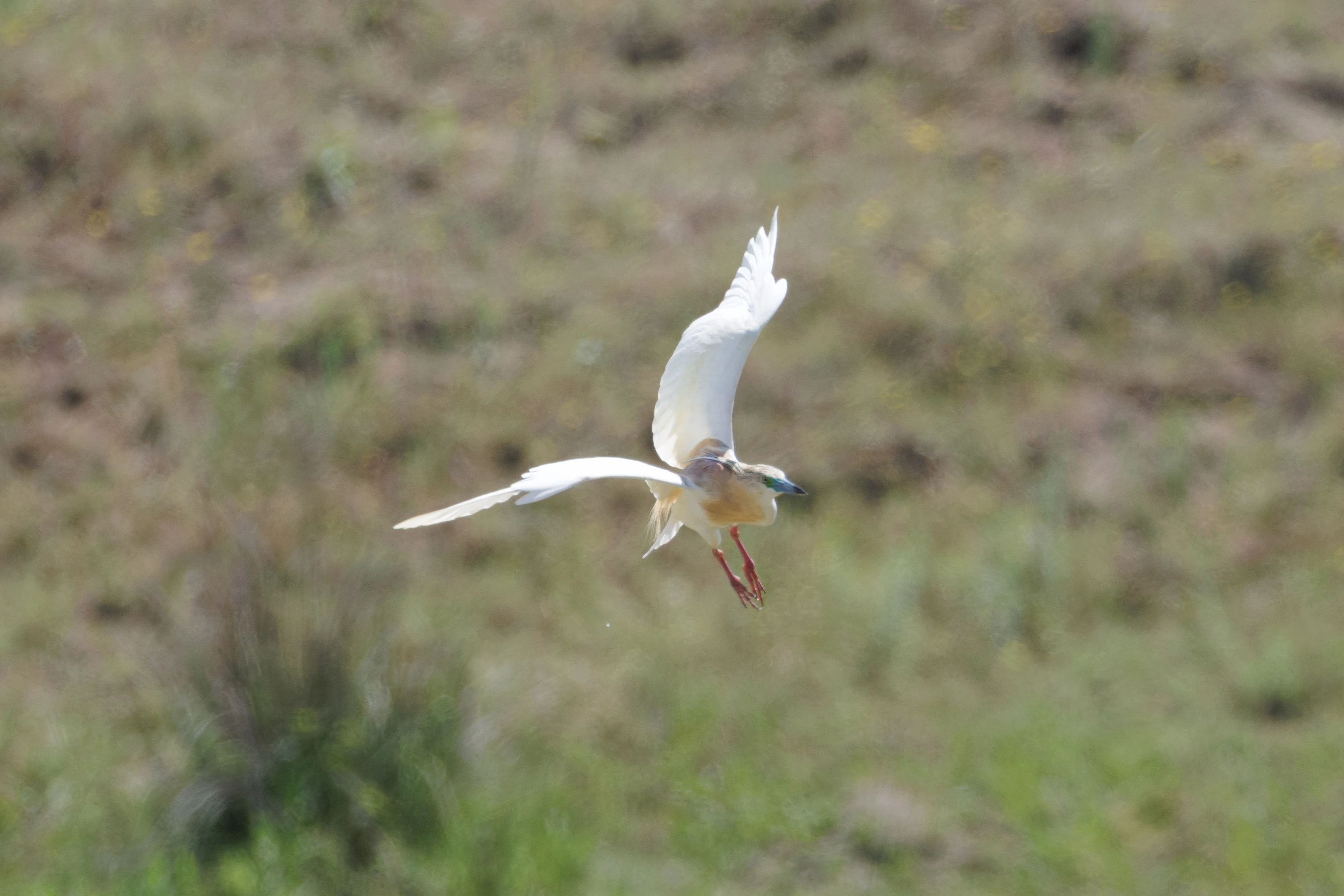 Squacco Heron in flight, Danube Delta, Romania — photo by Orlando Prugel-Bennett