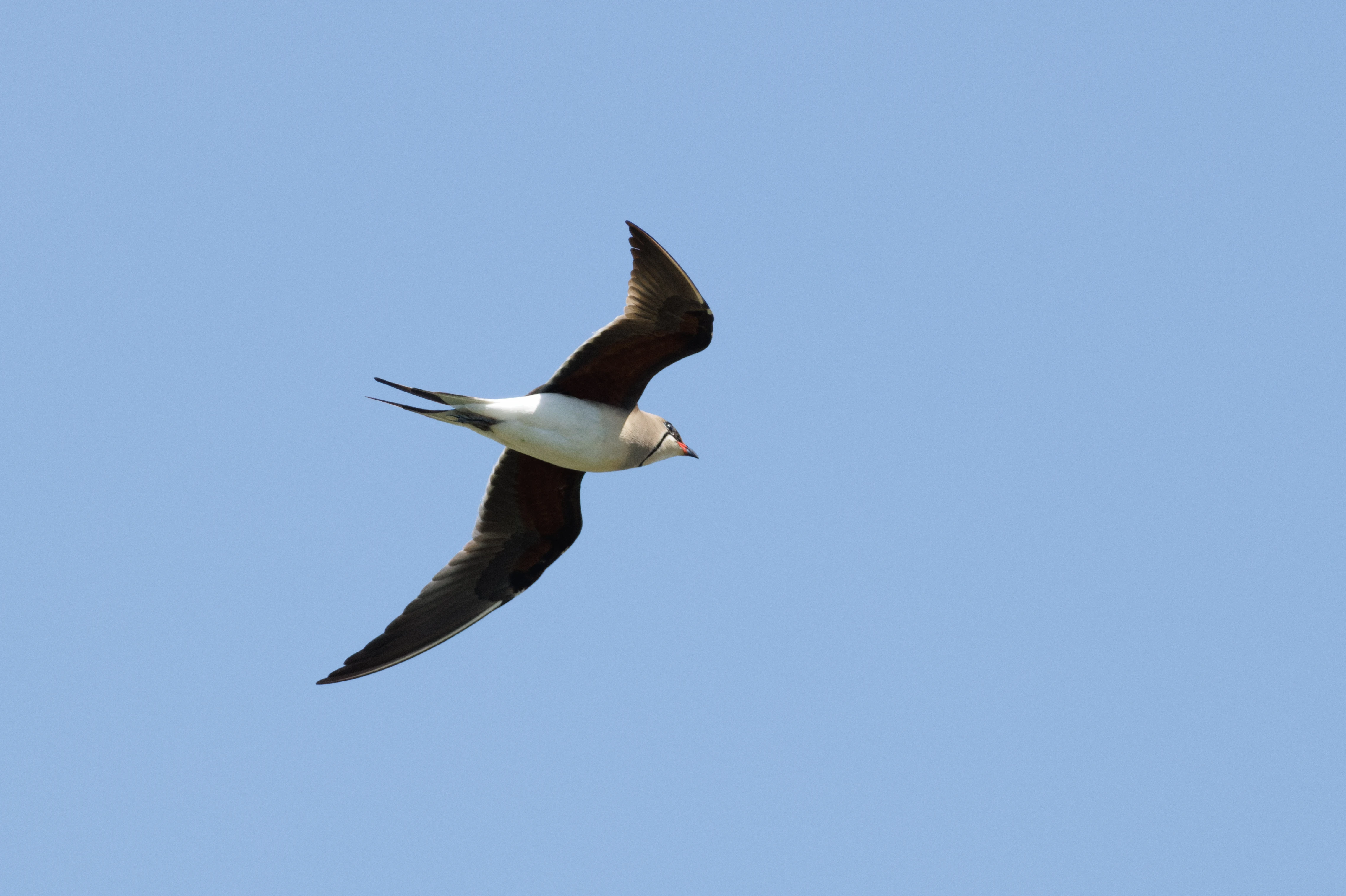 Collared Pratincole, Romanian Steppe, Romania — photo by Orlando Prugel-Bennett
