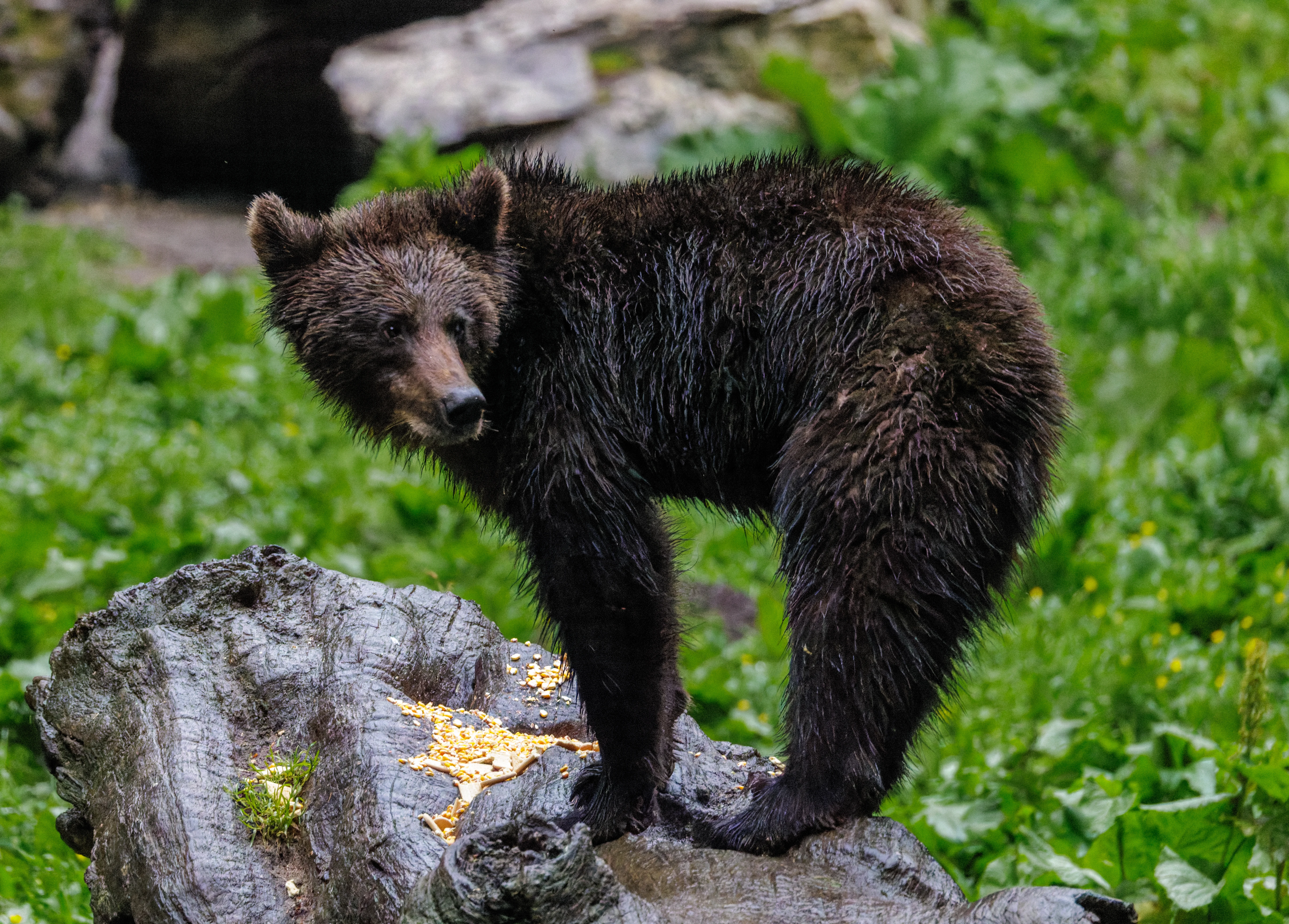 Brown Bear, Transylvania, Romania — photo by Orlando Prugel-Bennett