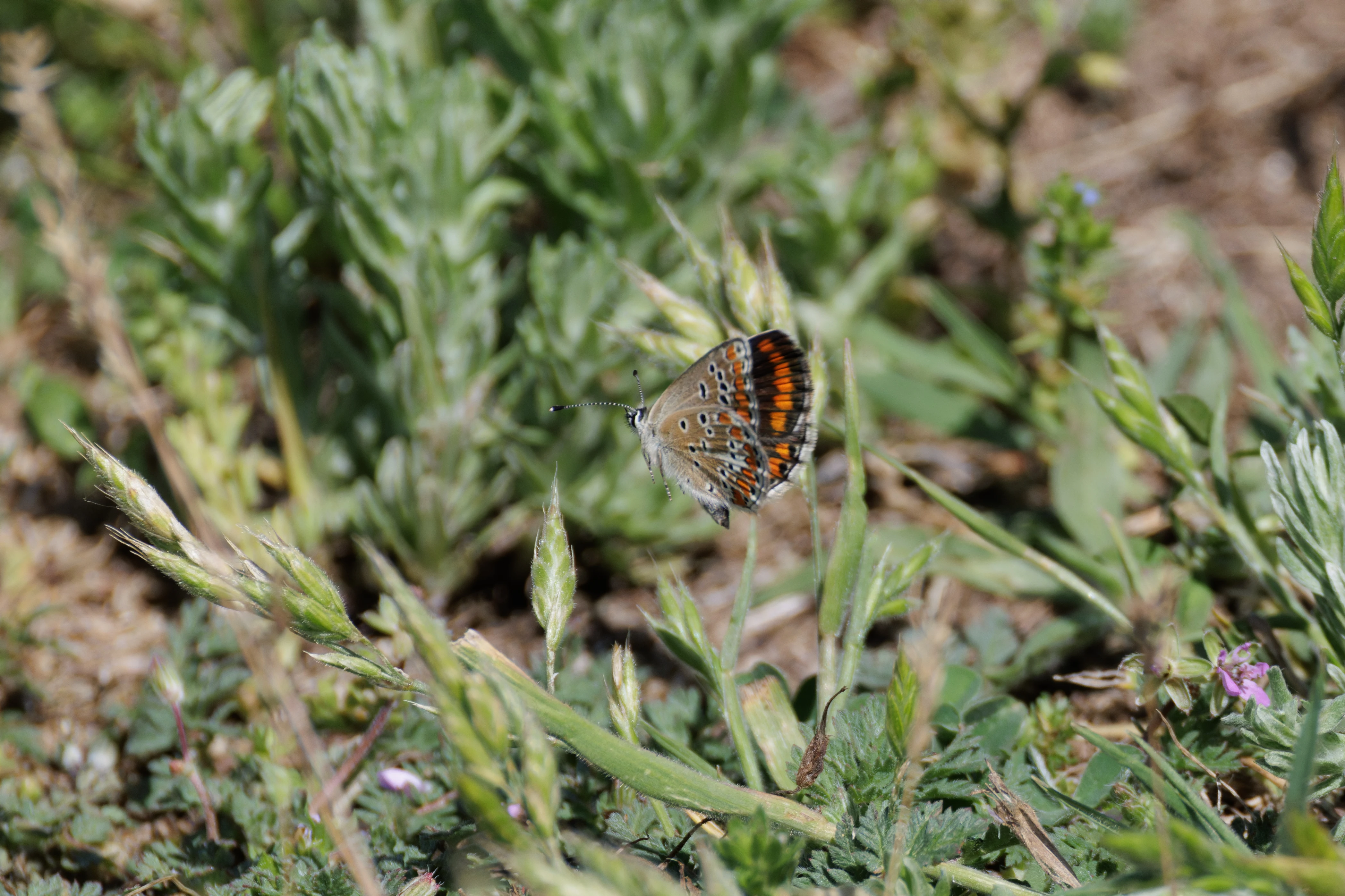 Brown Argus butterfly, Romanian Steppe, Romania — photo by Orlando Prugel-Bennett