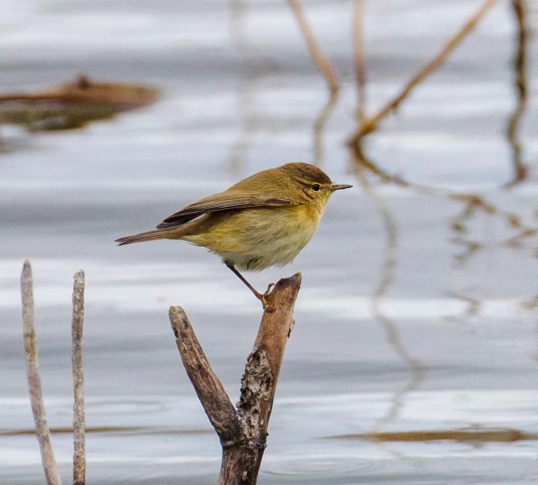 Common Chiffchaff, Clot de Galvany, Alicante, Spain — photo by Orlando Prugel-Bennett