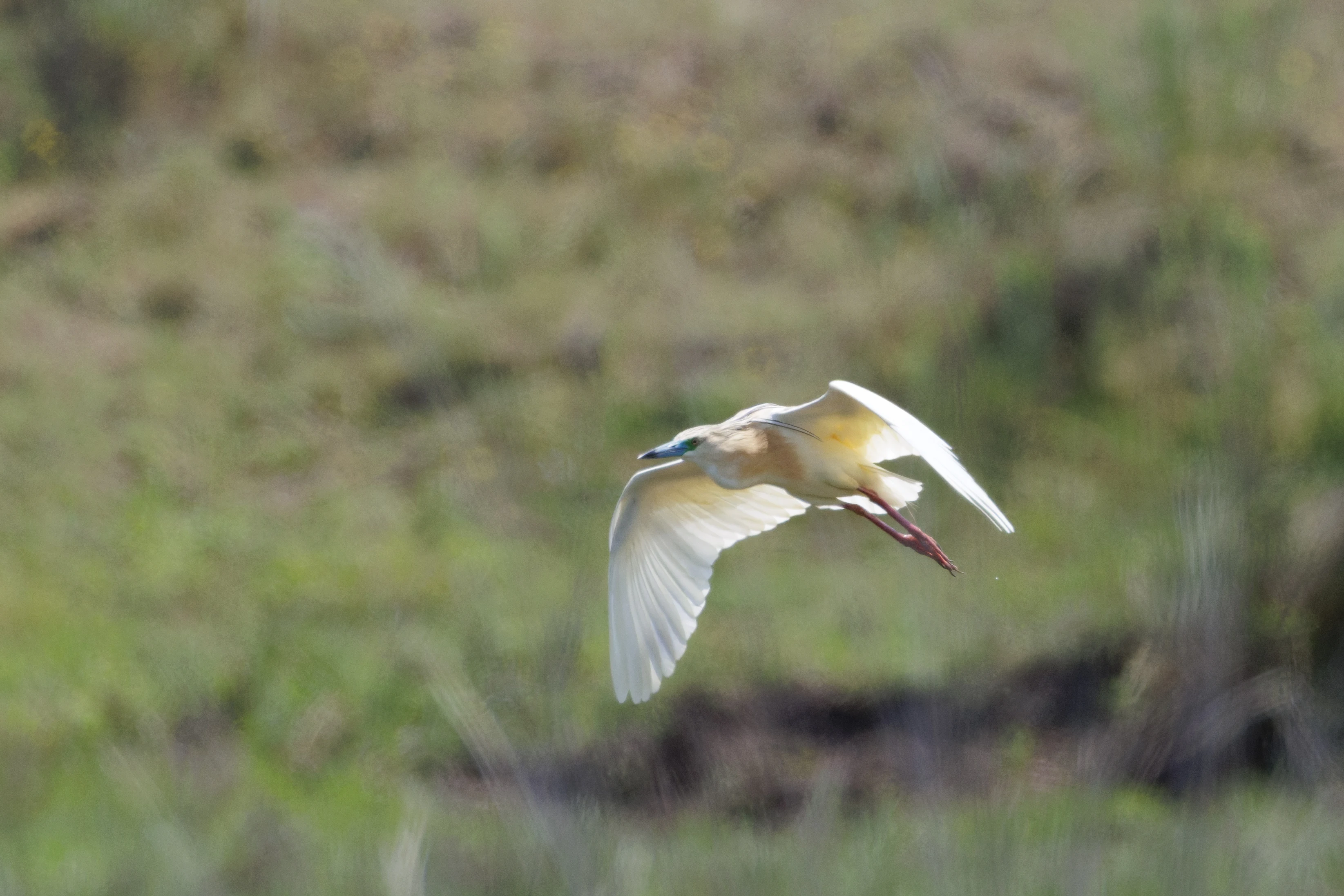 Squacco heron in flight, Danube Delta, Romania — photo by Orlando Prugel-Bennett