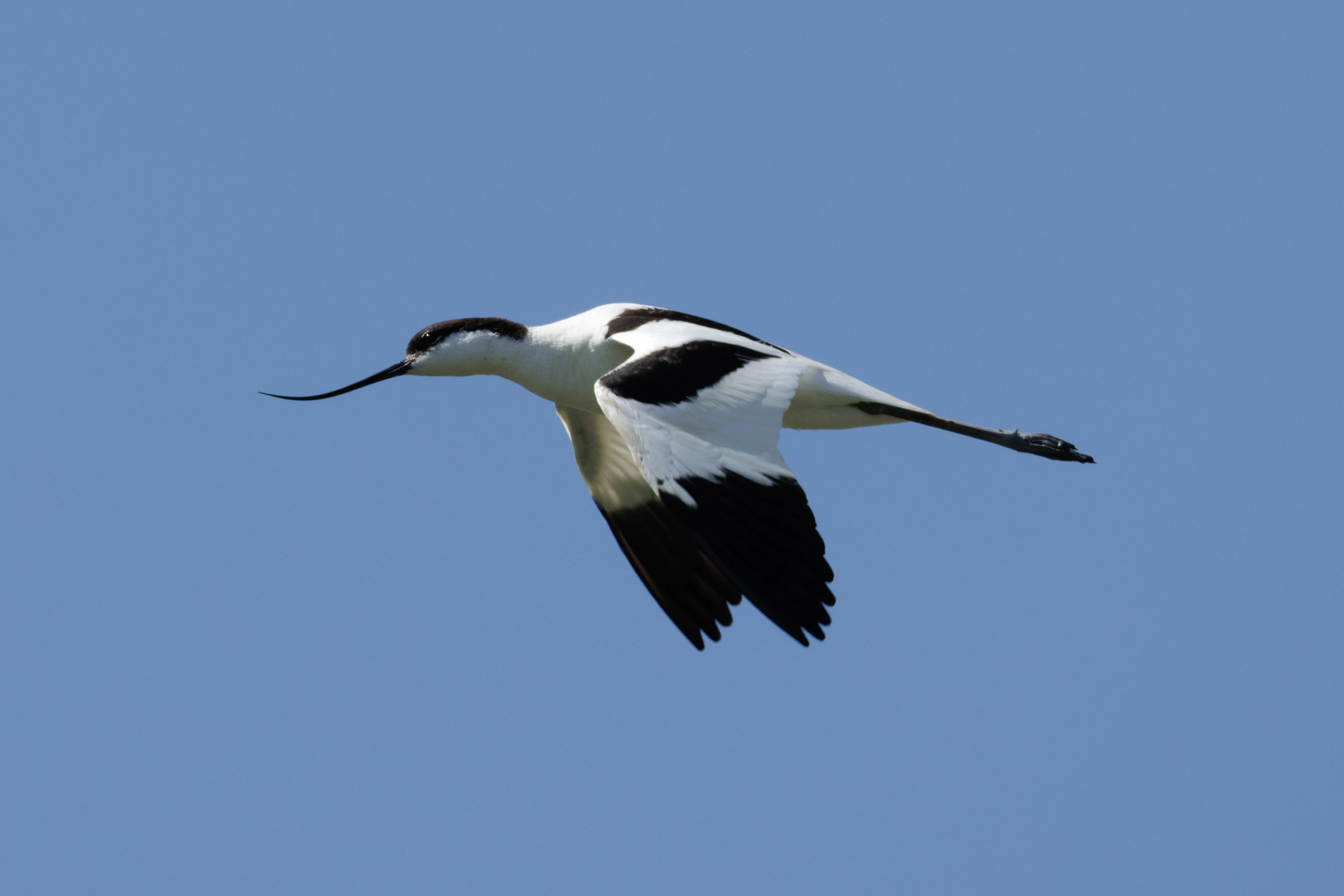 Pied Avocet, Titchfield Haven, Farham, UK — photo by Orlando Prugel-Bennett