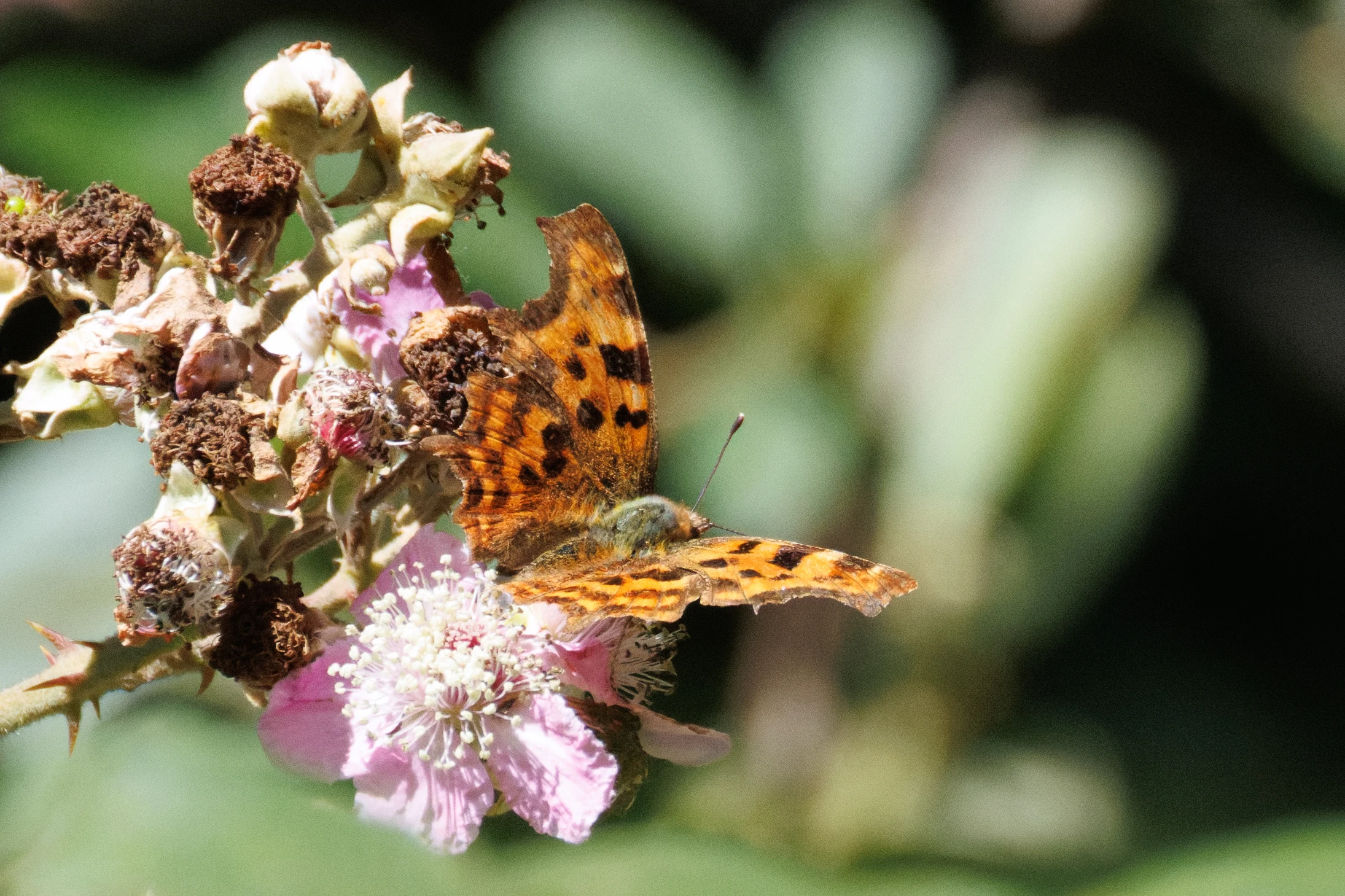 Comma butterfly on blackberry flower, Knepp, Horsham, West Sussex, UK — photo by Orlando Prugel-Bennett