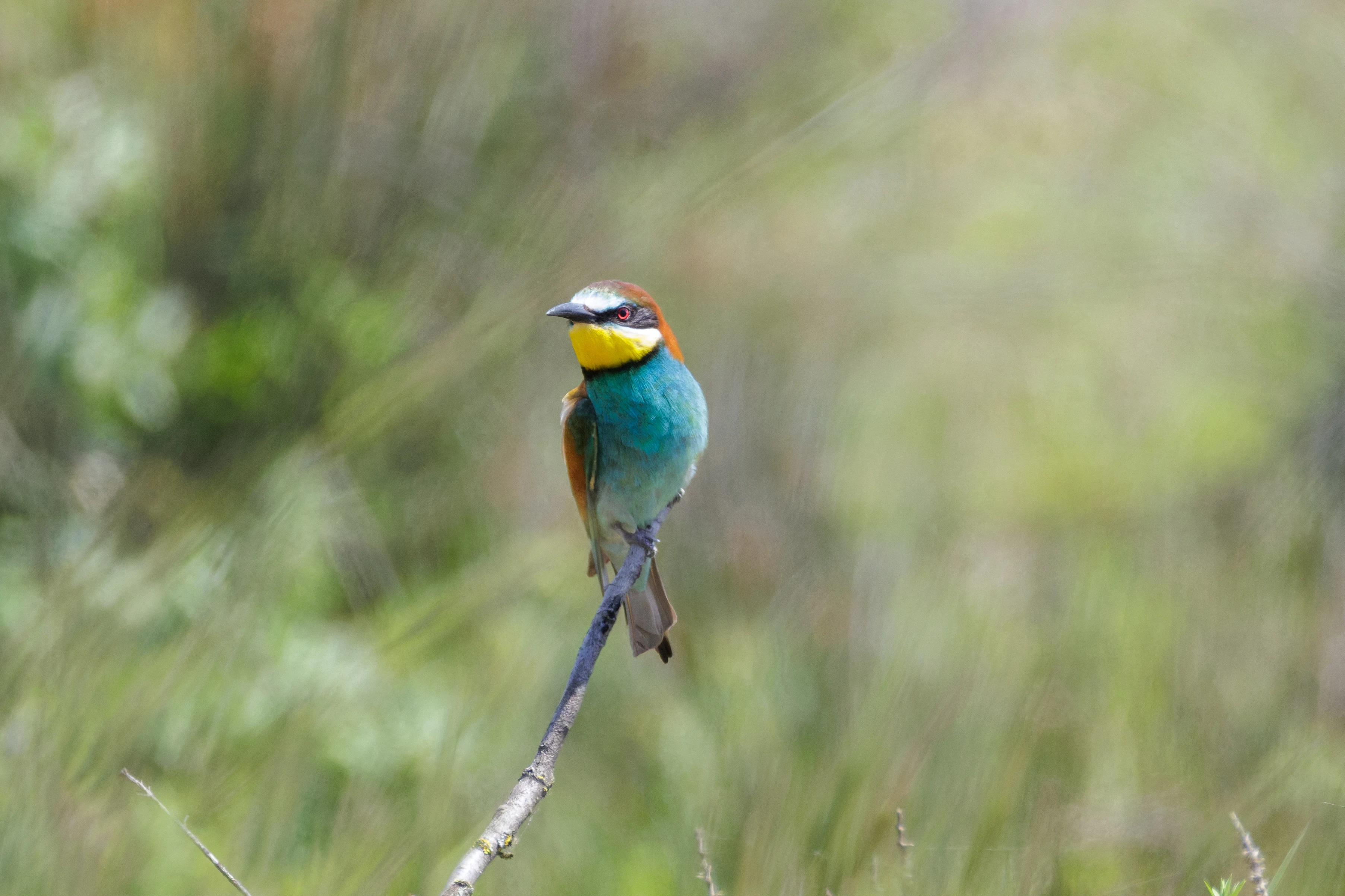 European Bee-eater, Danube Delta, Romania — photo by Orlando Prugel-Bennett