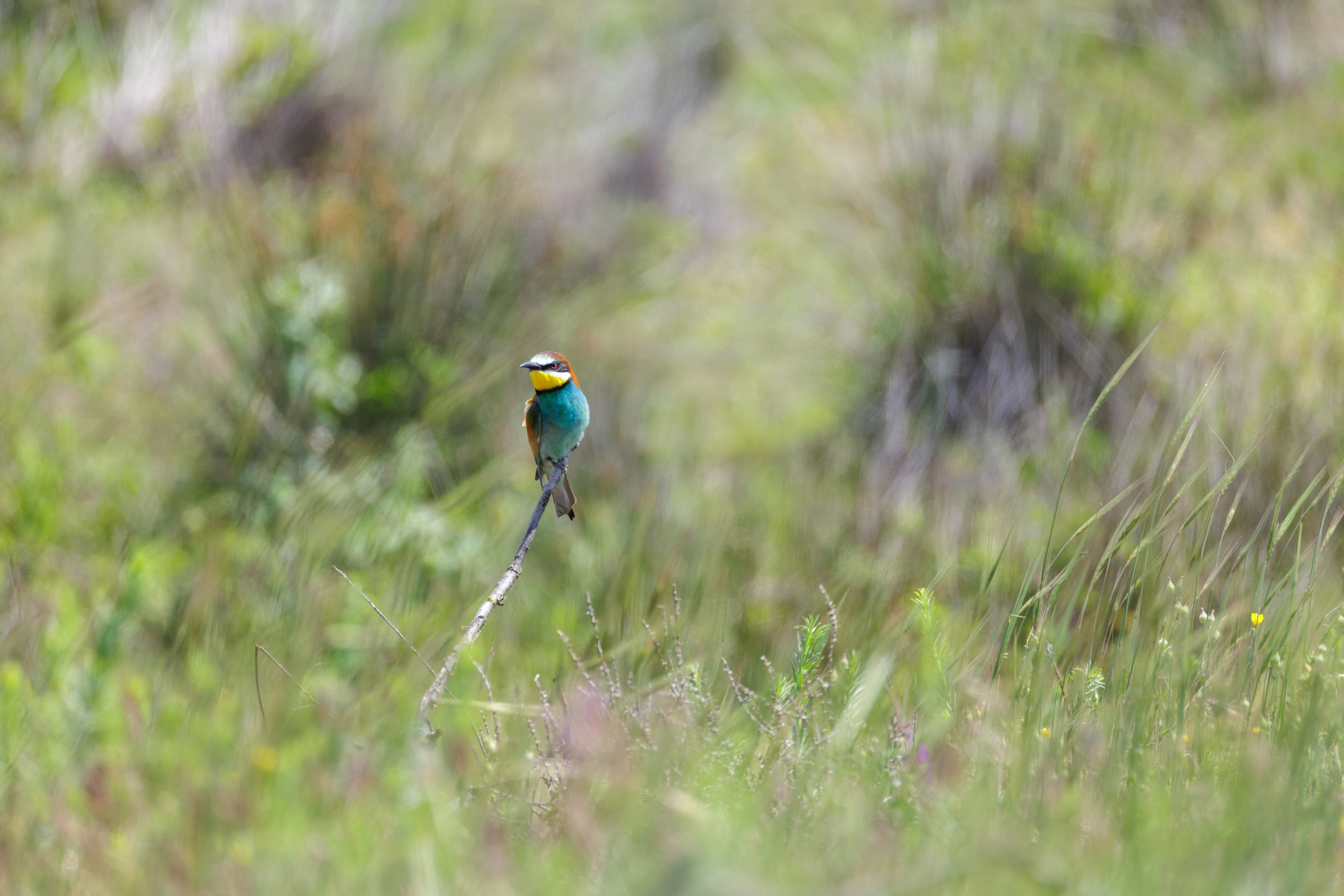 European Bee-eater, Danube Delta, Romania — photo by Orlando Prugel-Bennett