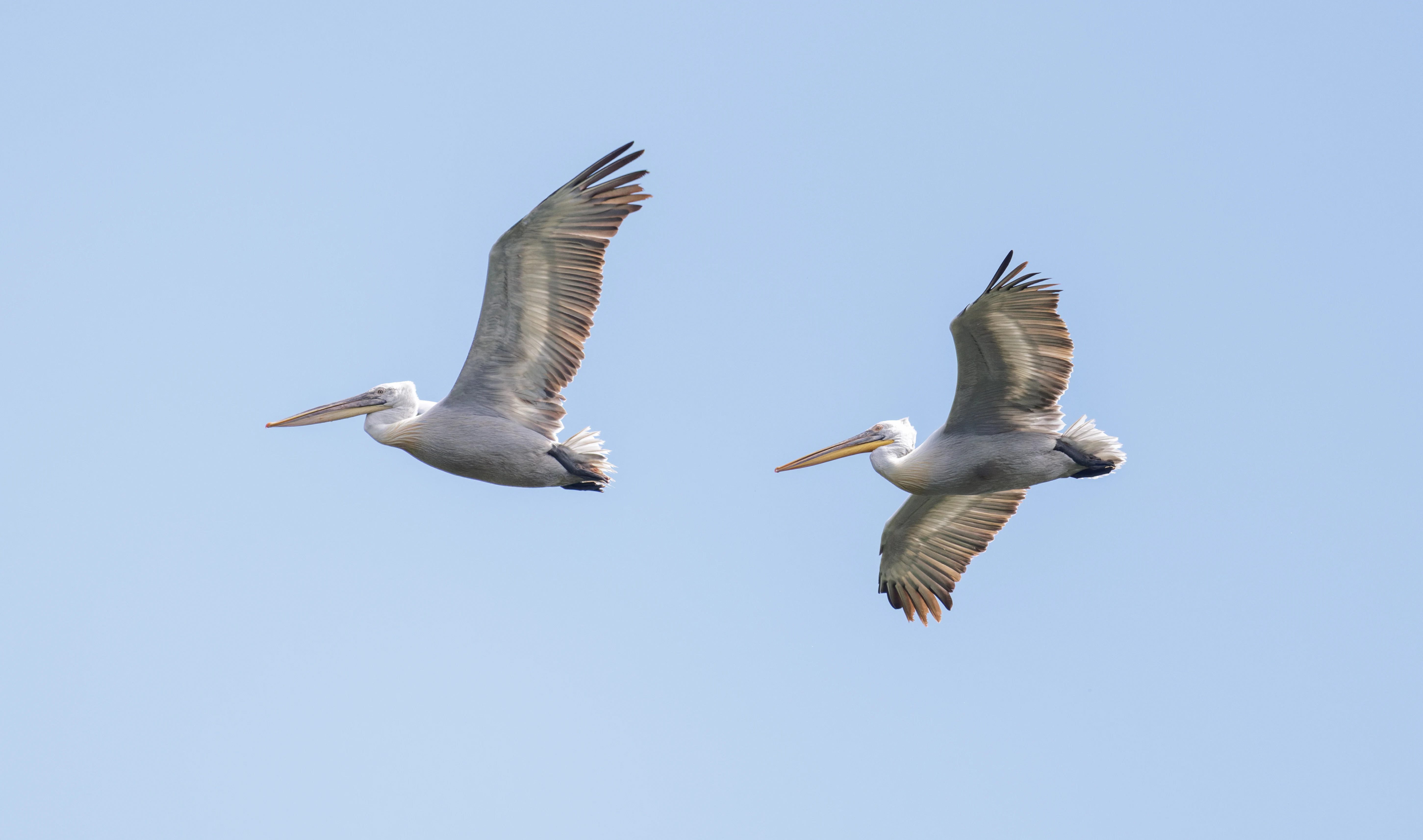 Dalmatian Pelicans in flight, Danube Delta, Romania — photo by Orlando Prugel-Bennett