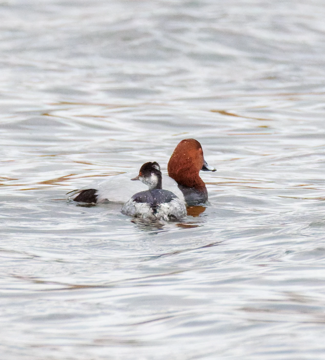 Common Pochard and Black-necked Grebe, Clot de Galvany, Alicante, Spain — photo by Orlando Prugel-Bennett