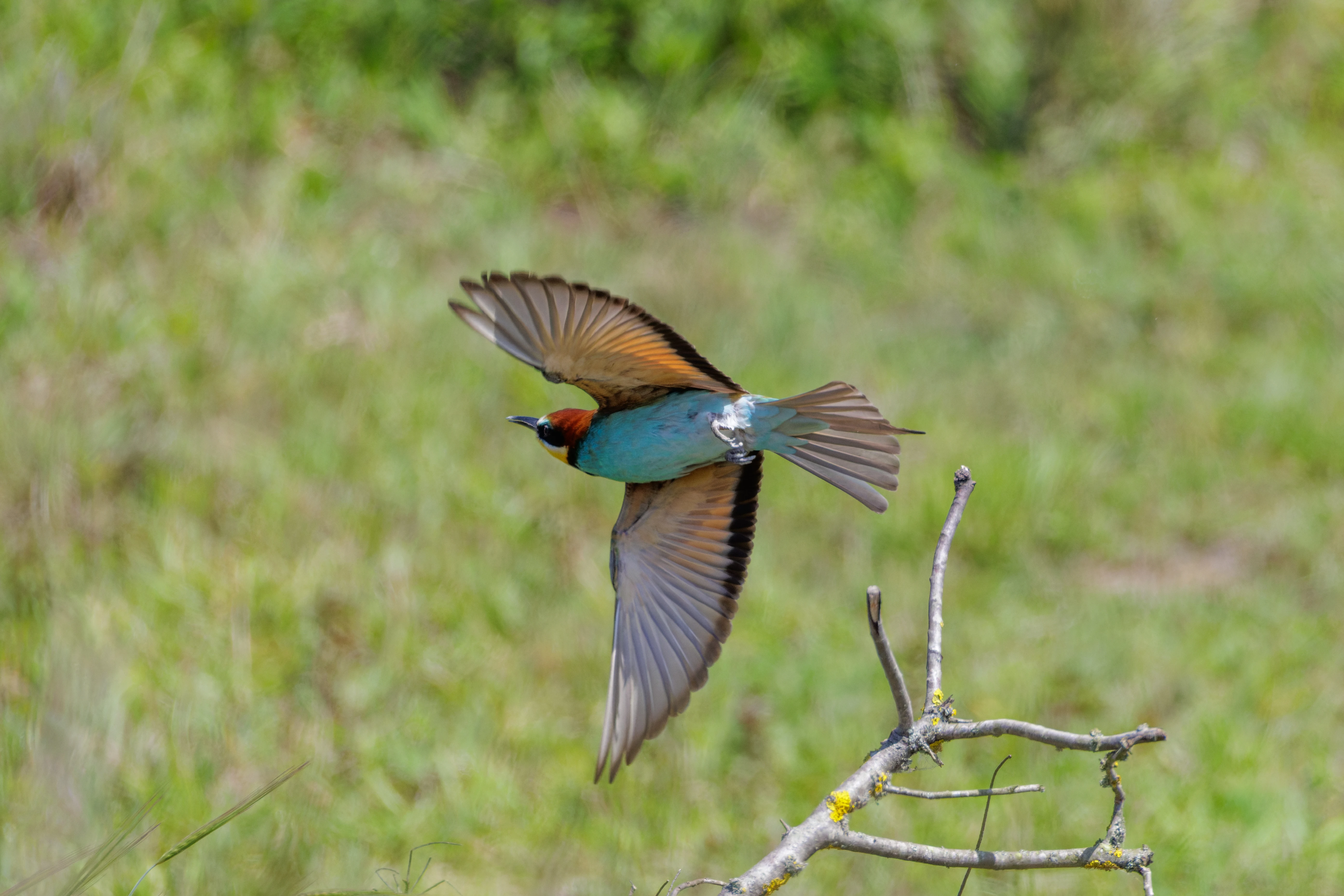 European Bee-eater in flight, Danube Delta, Romania — photo by Orlando Prugel-Bennett