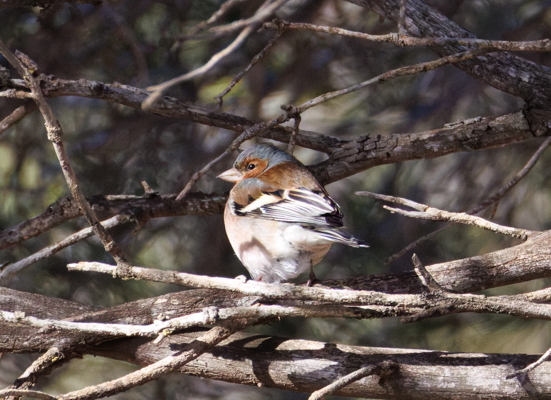 Common Chaffinch, Maigmo, Alicante, Spain — photo by Orlando Prugel-Bennett