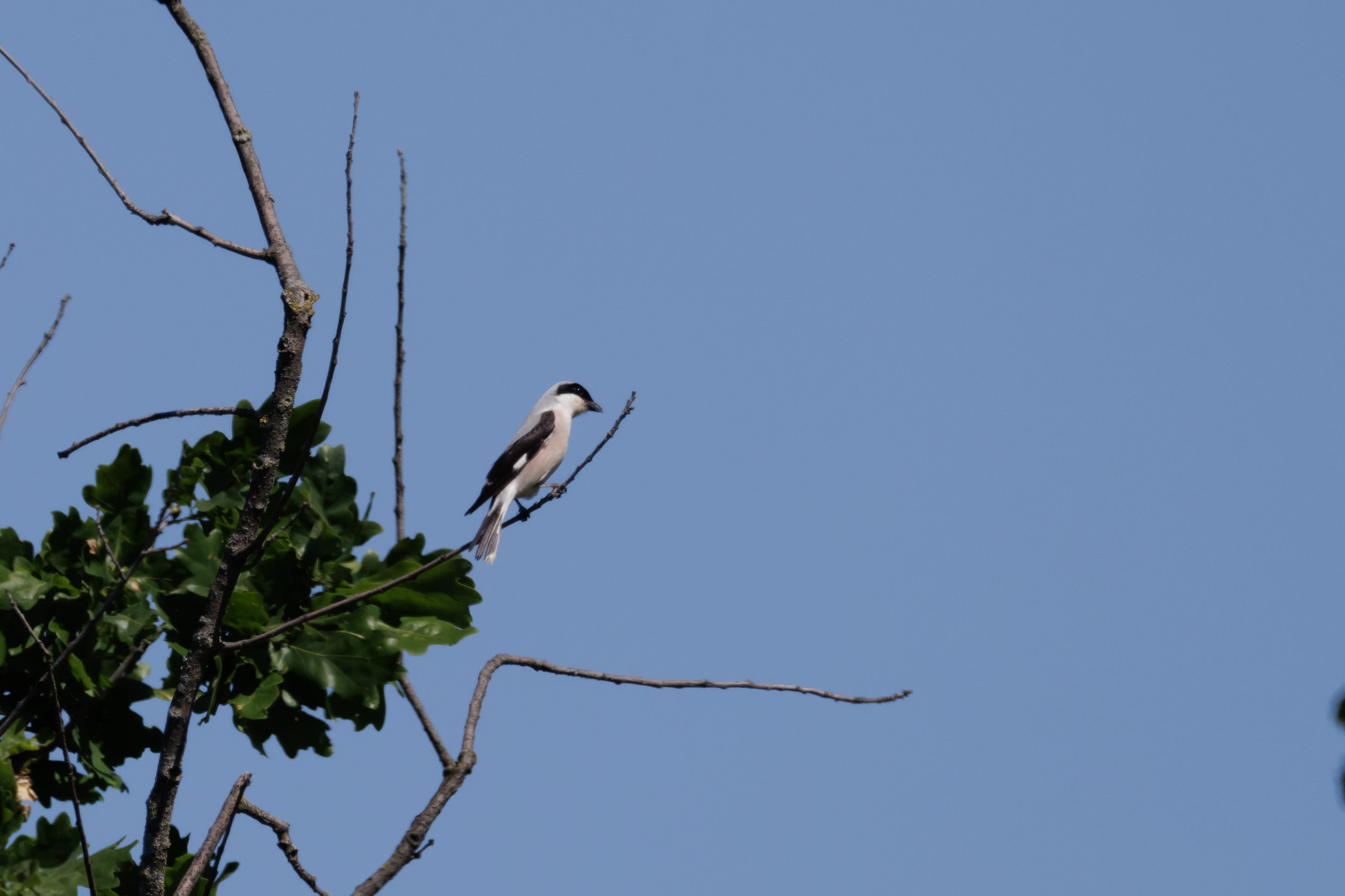 Lesser Grey Shrike, Romanian Steppe, Romania — photo by Orlando Prugel-Bennett